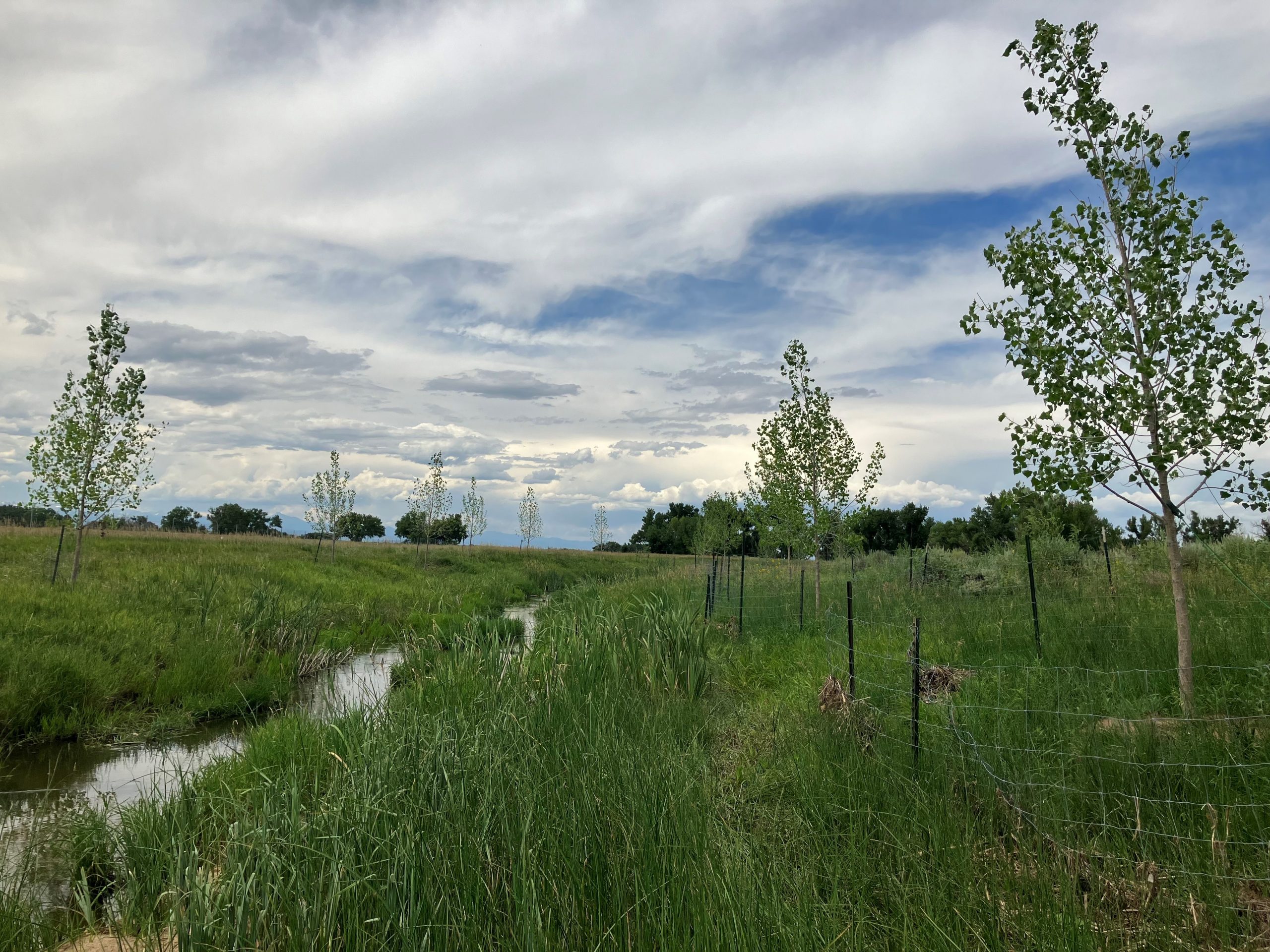 planted trees in the wildlife refuge