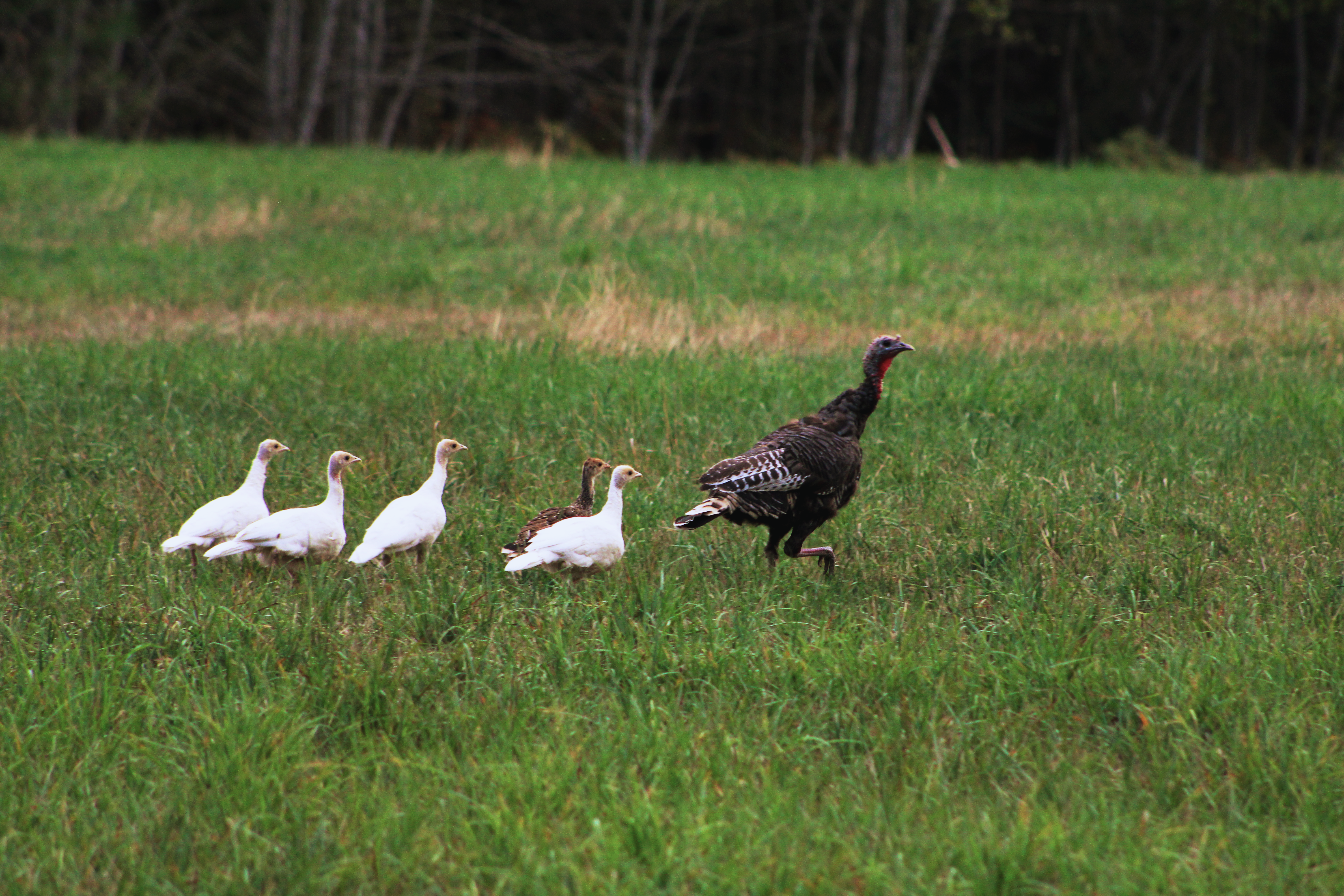 white turkey poults follow mother hen