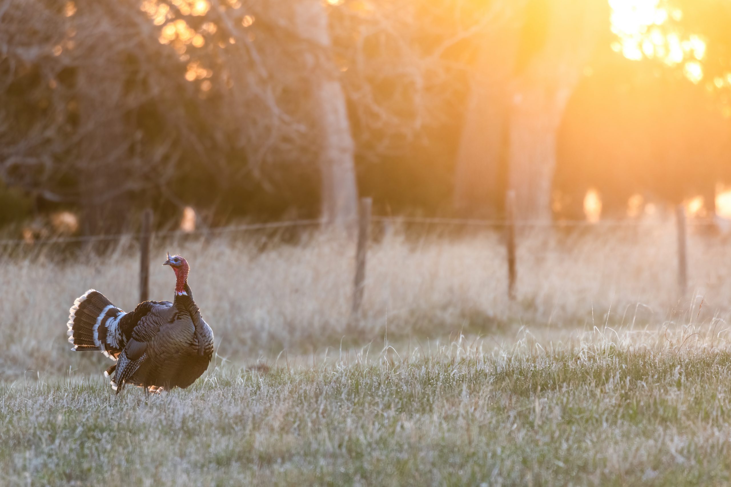 Tom turkey strutting in the sunset