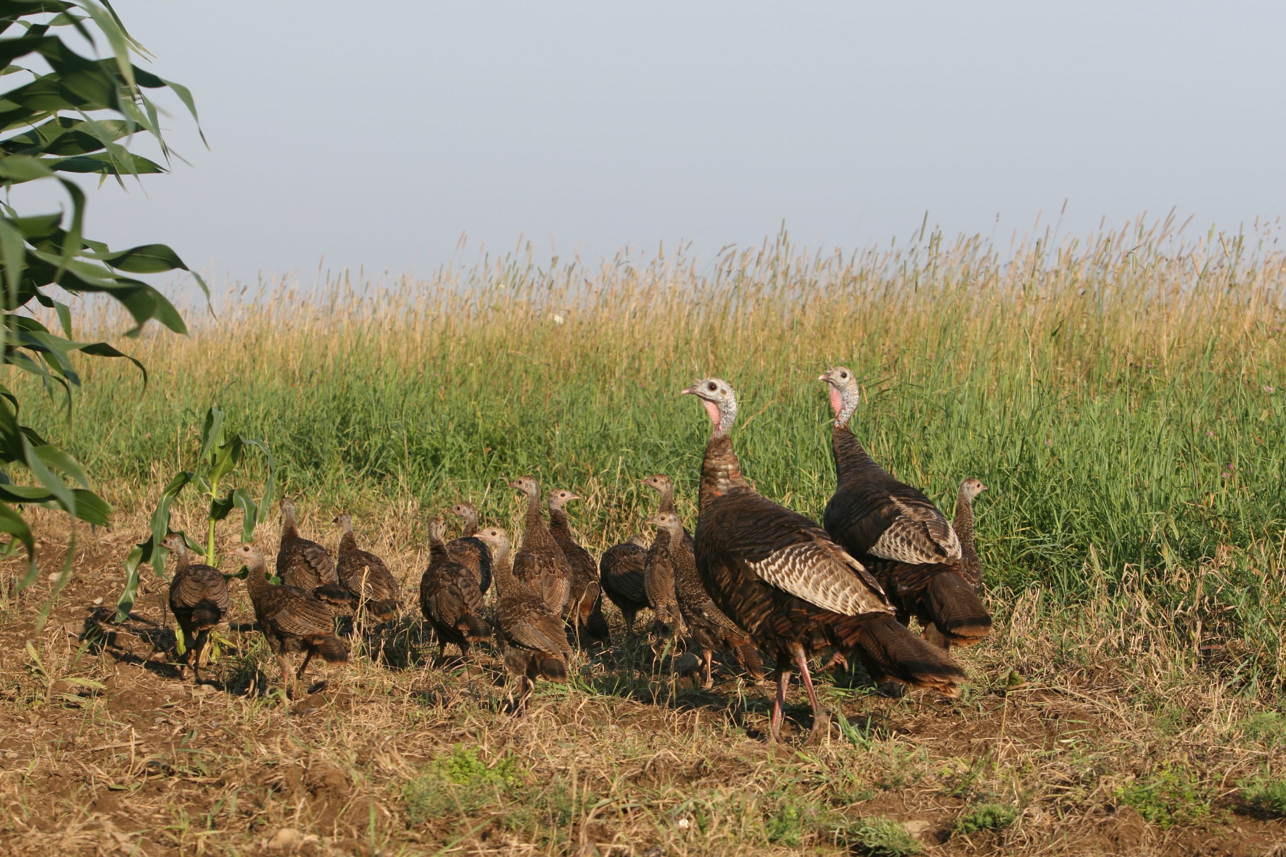 Our History - The National Wild Turkey Federation