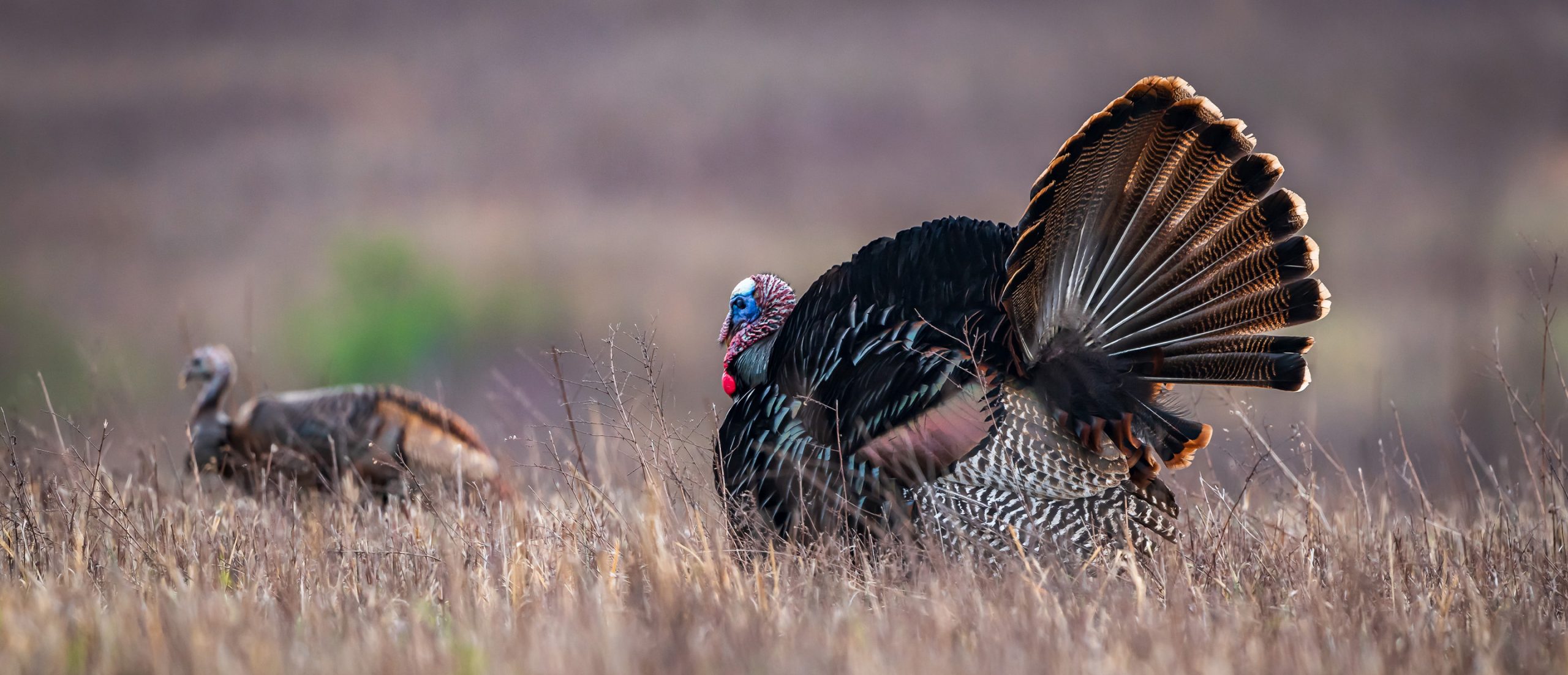 NWTF Kansas And Partners Dedicate Nearly 2 Million To Mission For 2024   Frank Snyder Full KS SF Scaled 