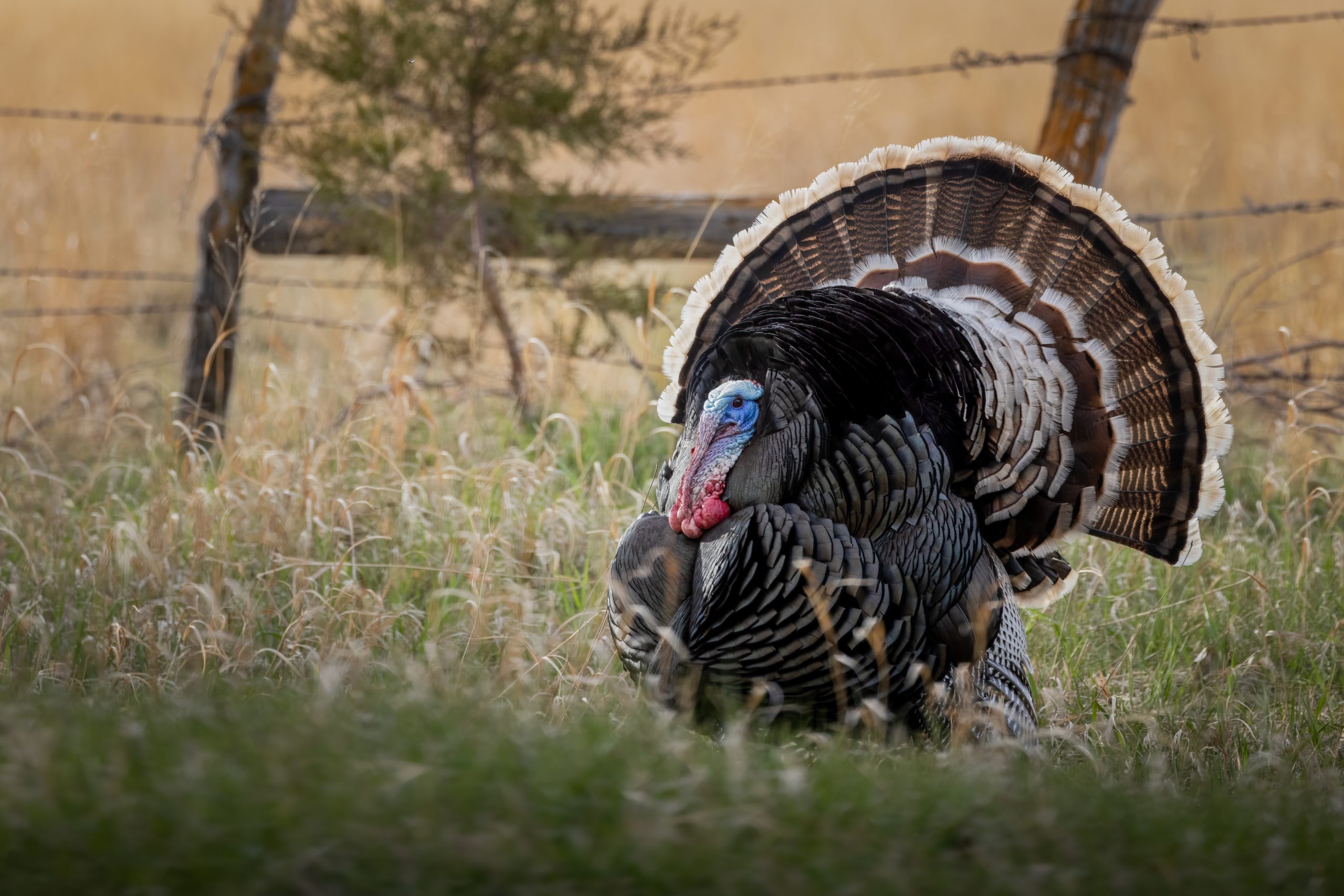 Merriam's tom strutting in the sunset