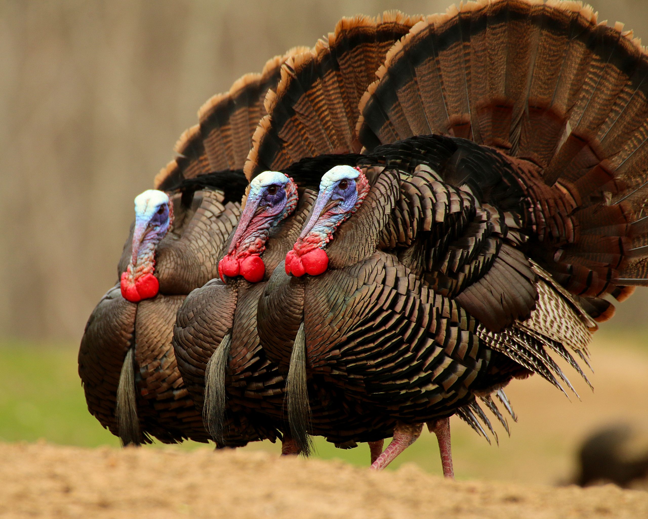 Three tom turkeys strutting side by side