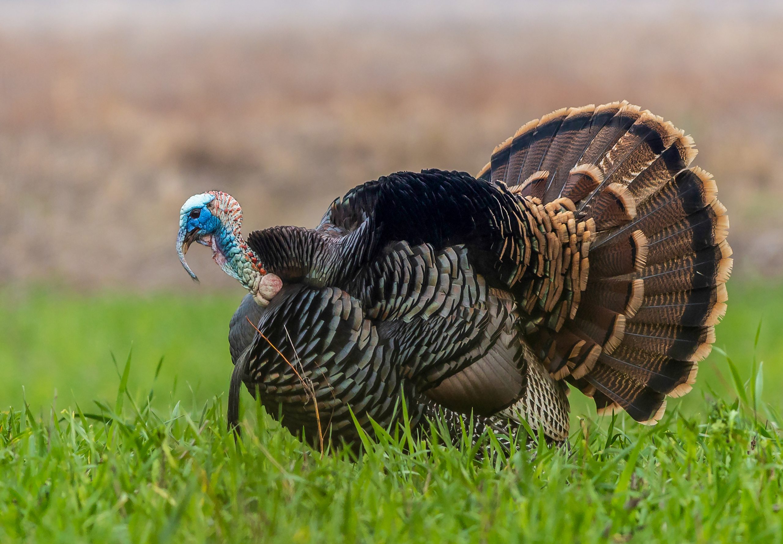 strutting turkey in a field