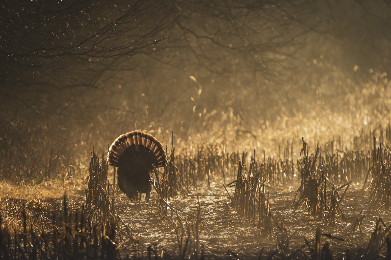 Landowners and Farmers can Help Wild Turkeys through Continuous CRP ...