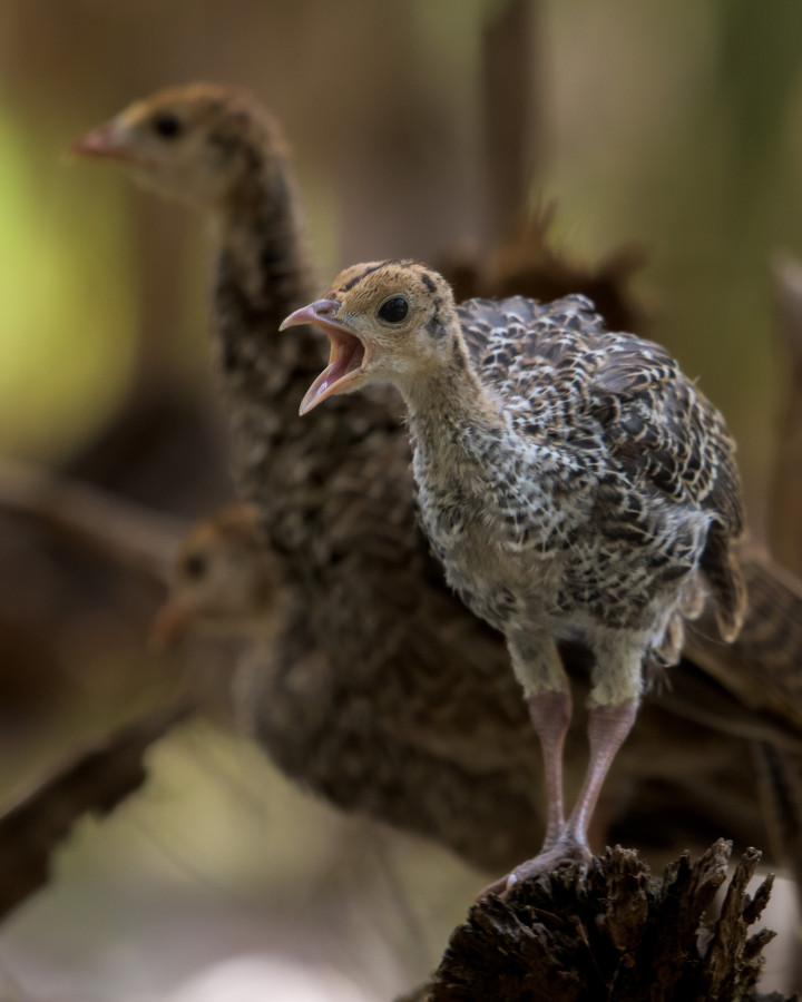 Two poults yelping on a branch