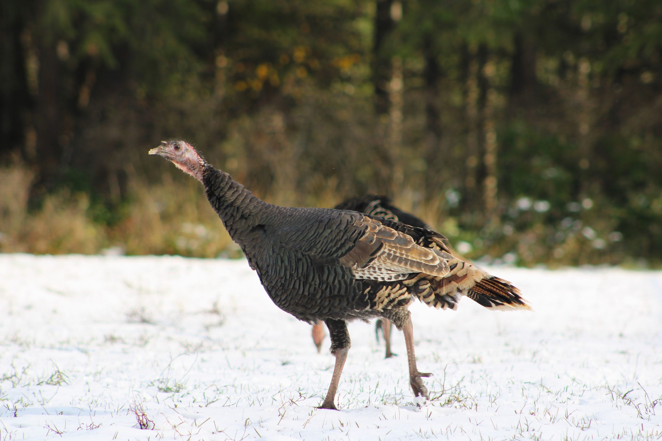 Hen turkey walks through the snow