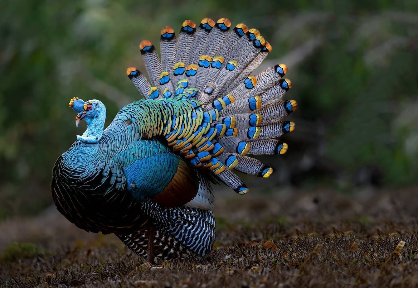 Ocellated wild turkey tom