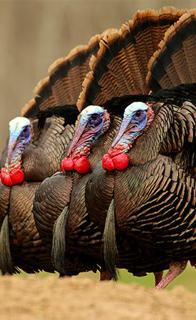 South Carolina State - The National Wild Turkey Federation