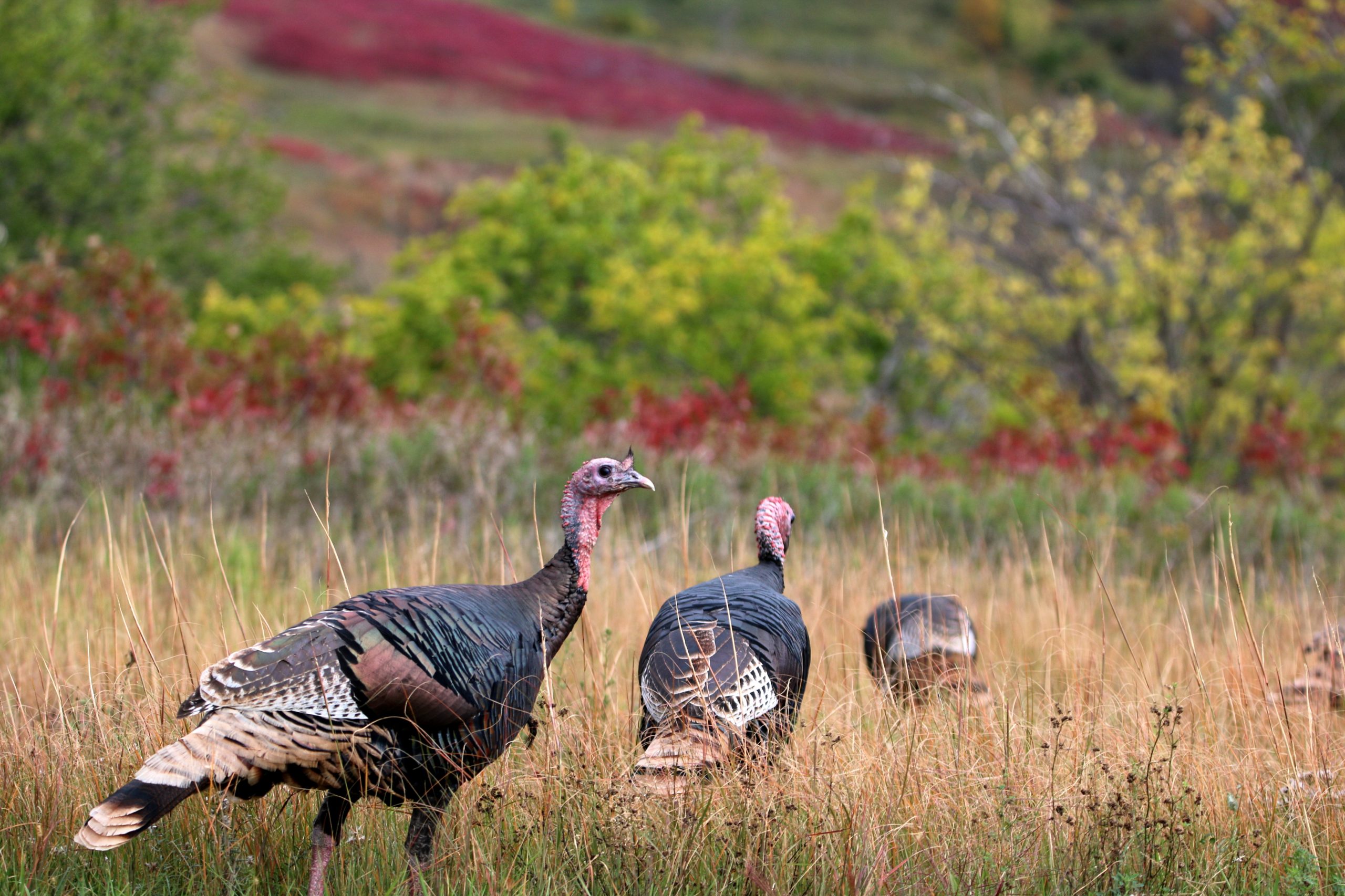 turkey walking in tall grass