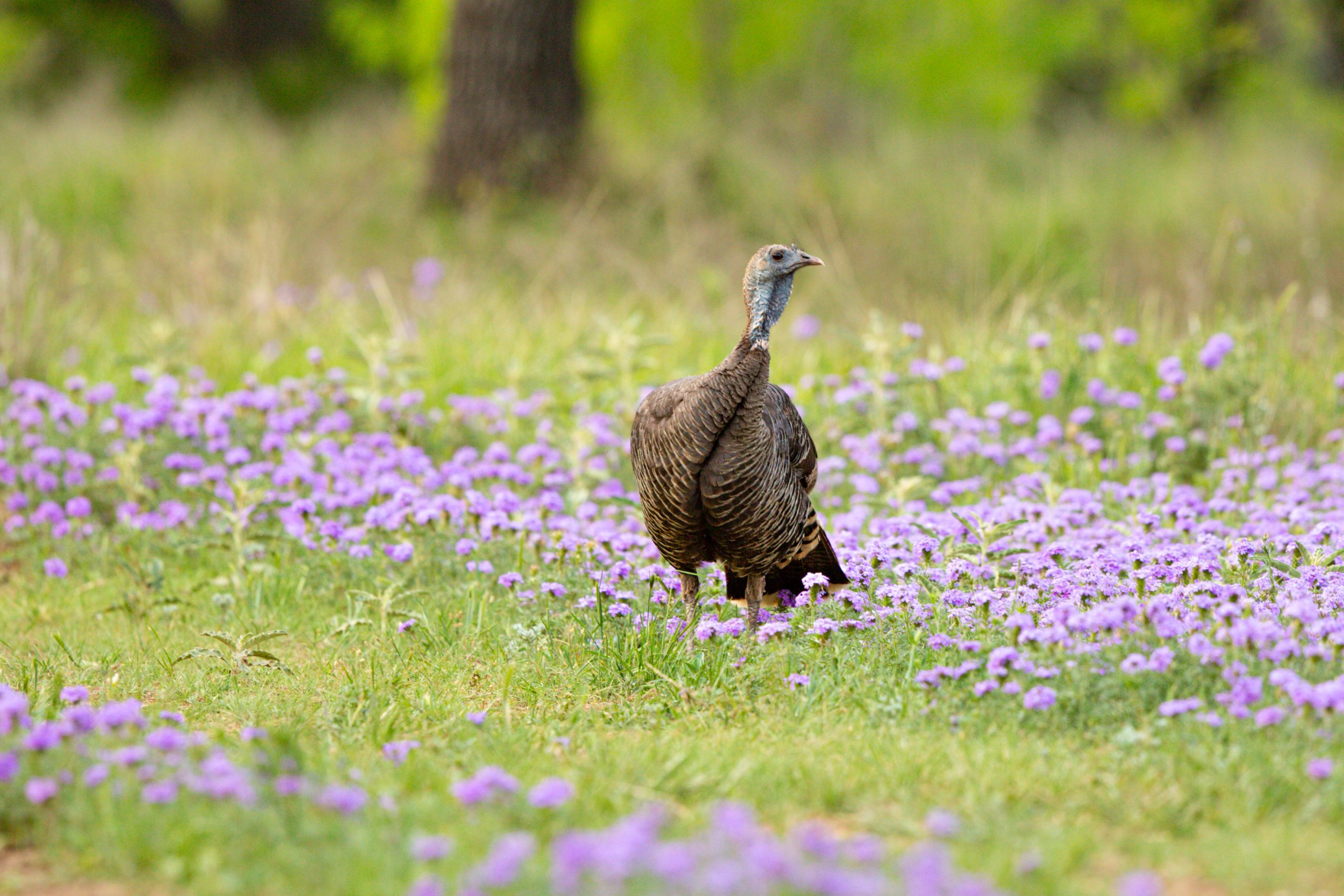 Hen in Purple Flowers