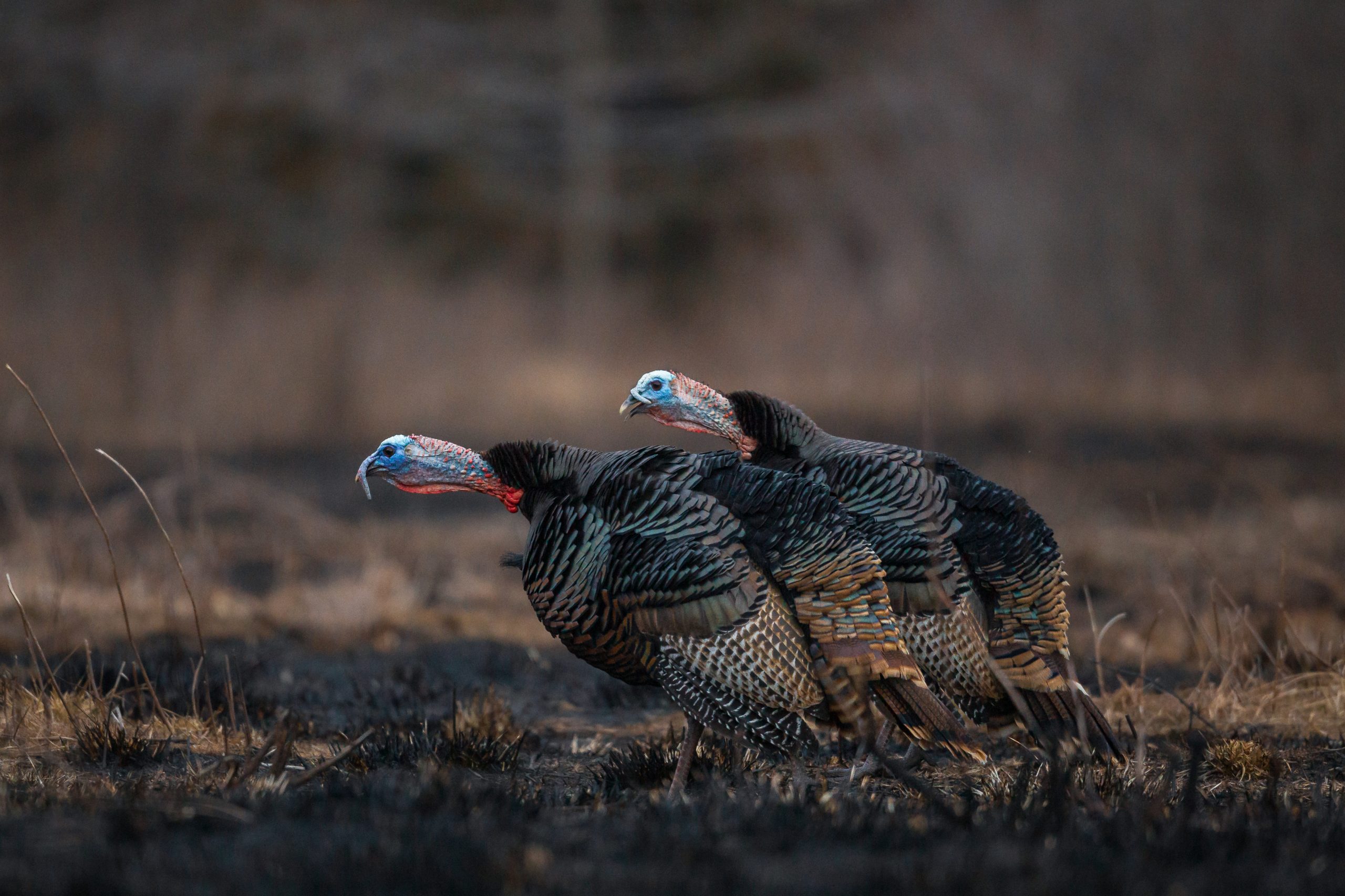 turkeys gobbling in a recent burn area