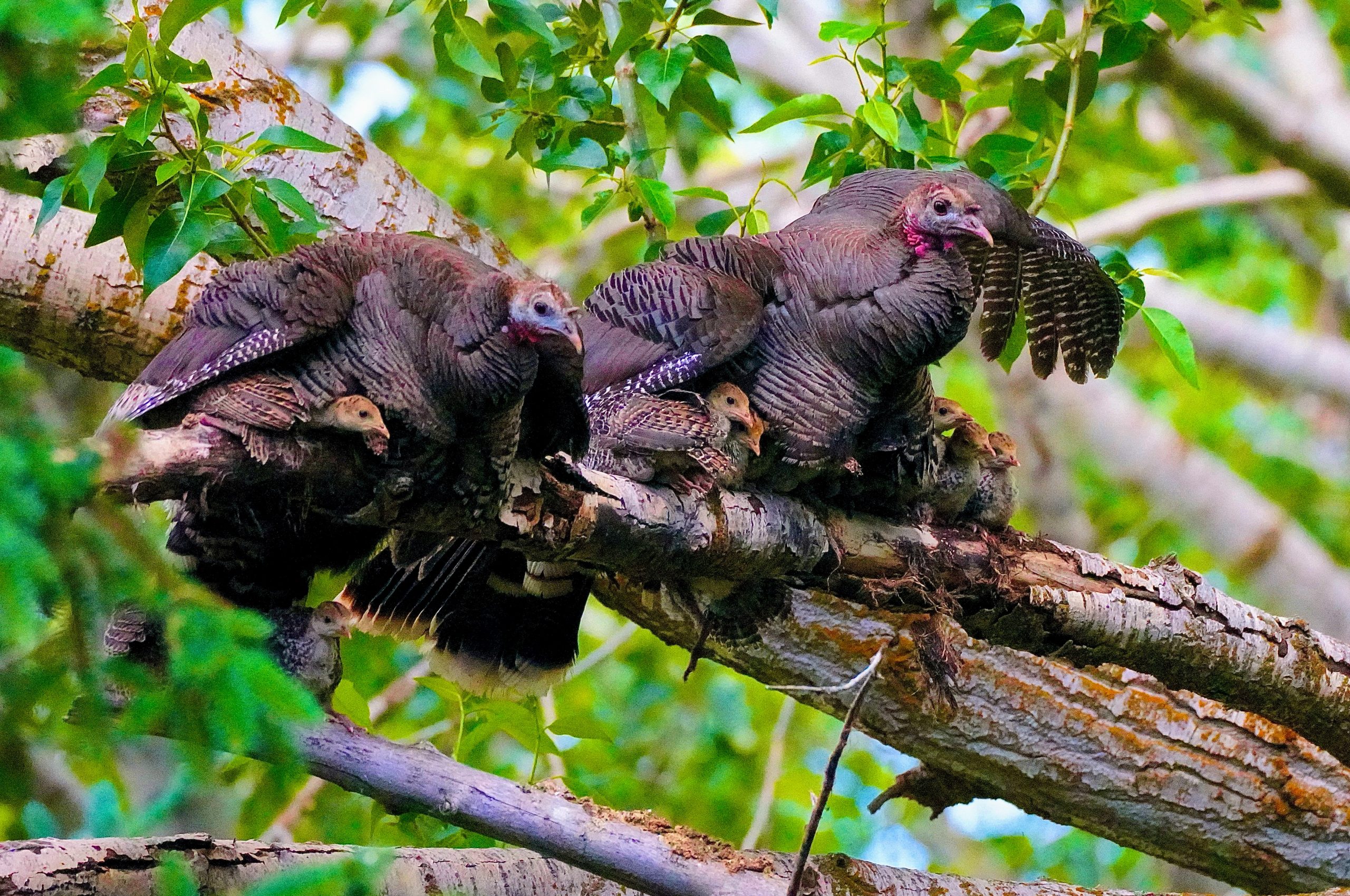 Two hens perched on a branch with poults under their wings