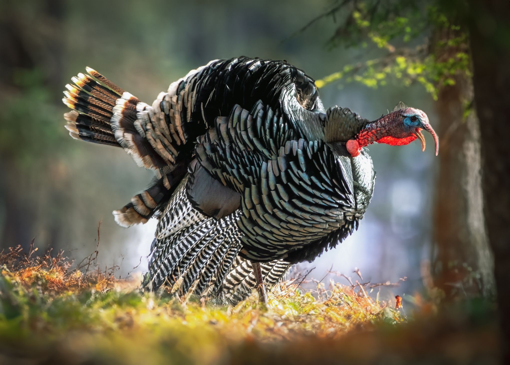 Wild turkey gobbling