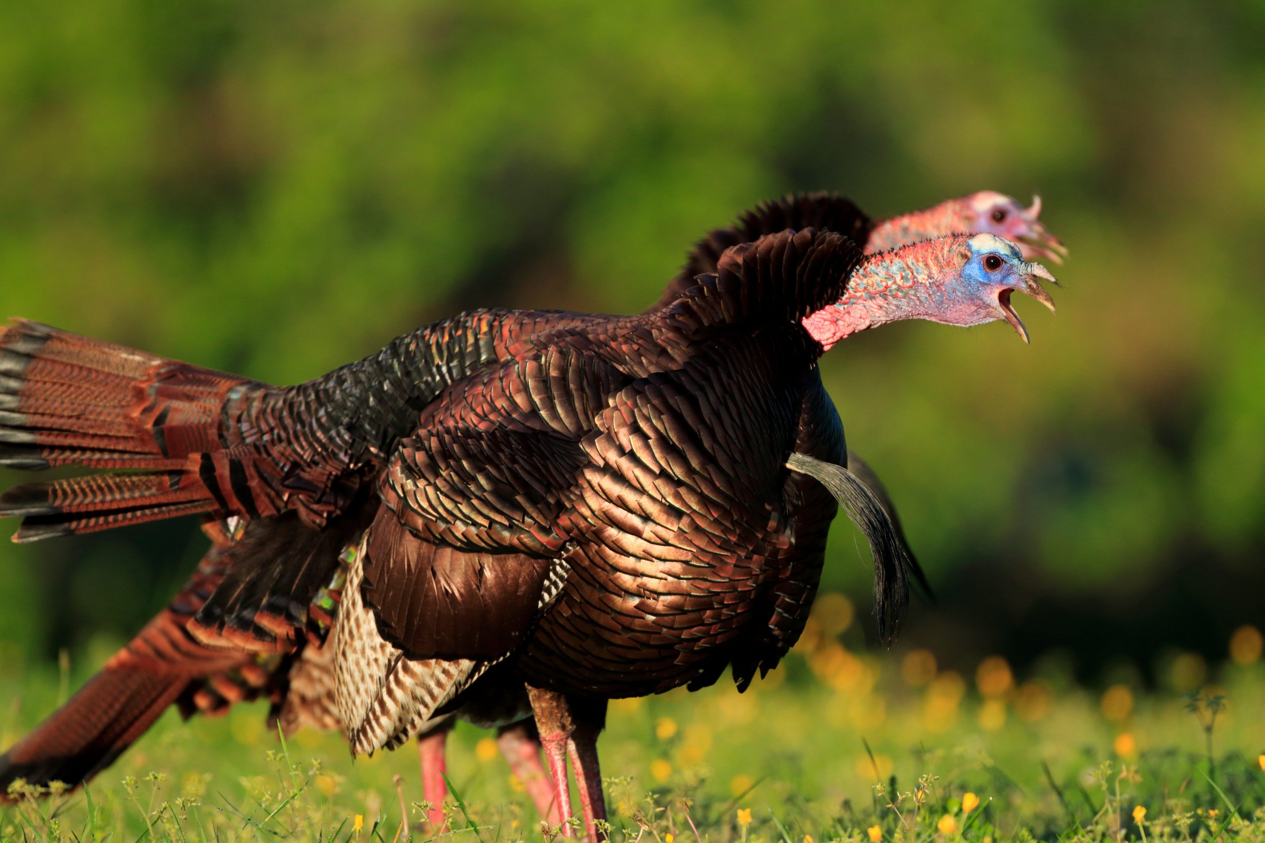 Two wild turkeys gobble at the same time