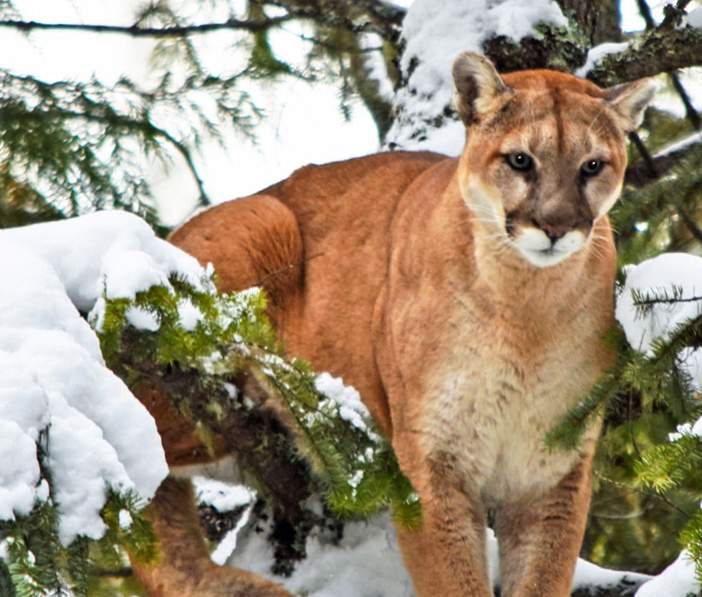 Mountain Lion in a snowy tree