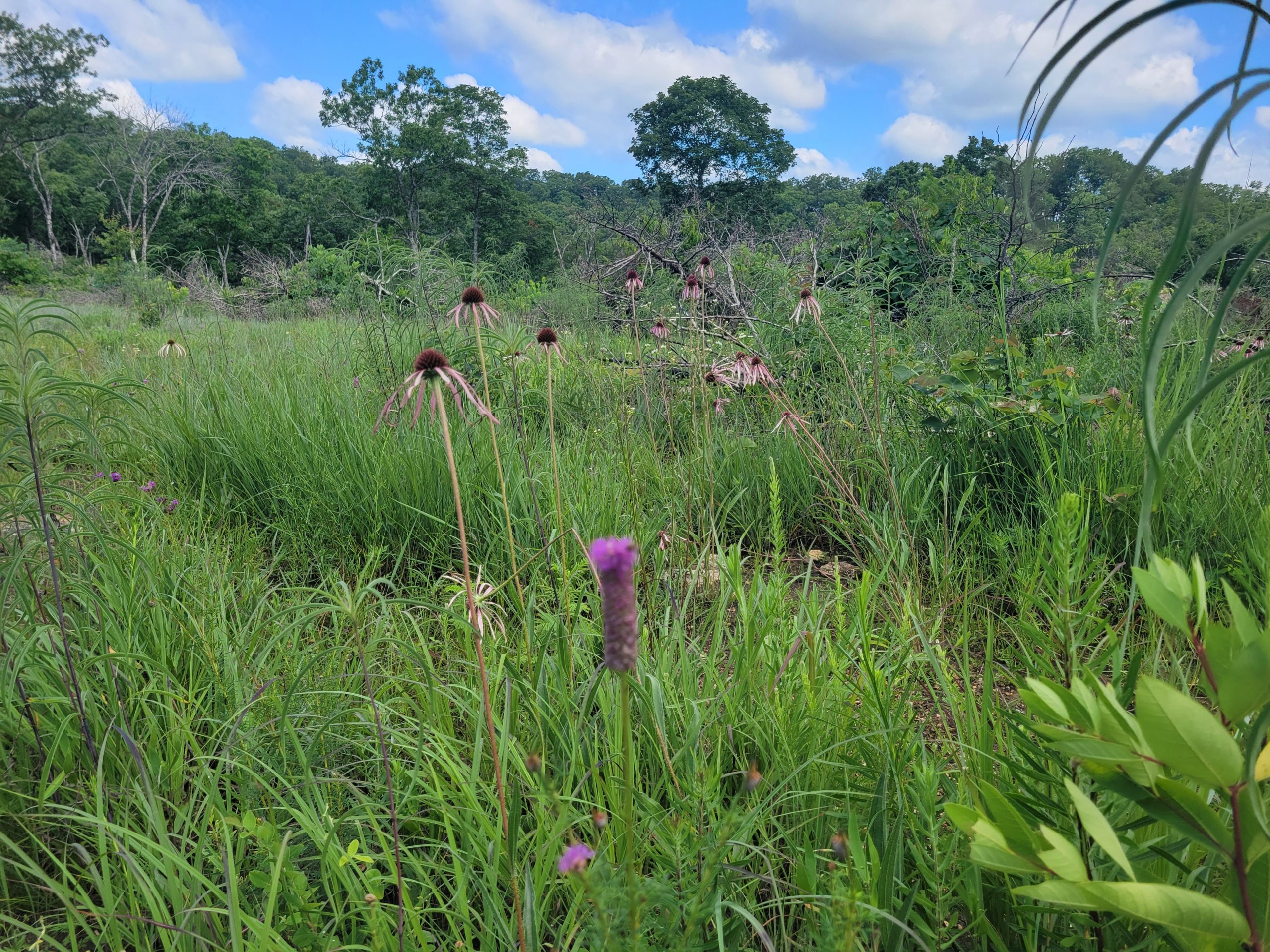 Wildflowers in southern missouri