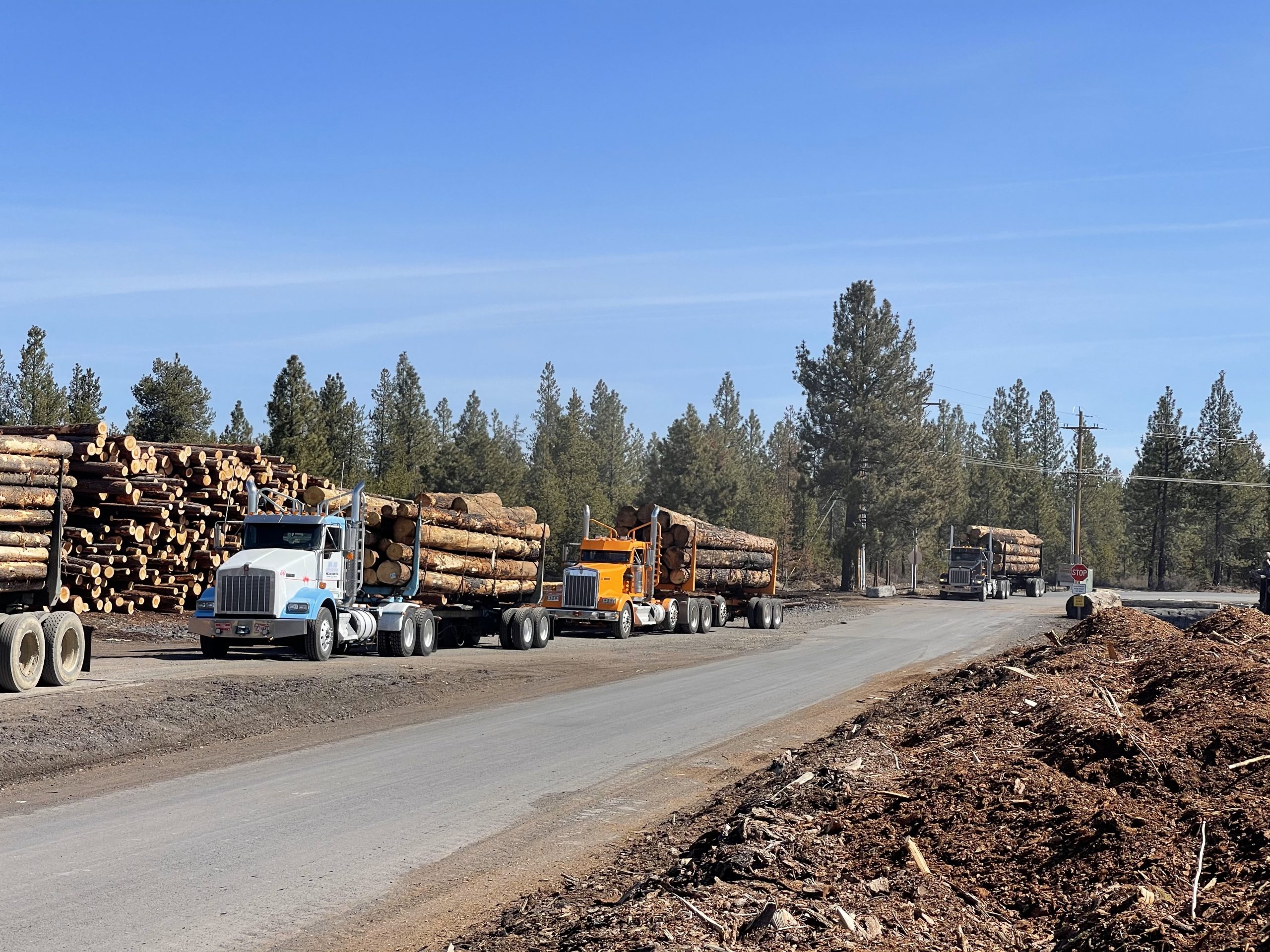 Logs being hauled by truck from Cgilchrist forest products in Oregon