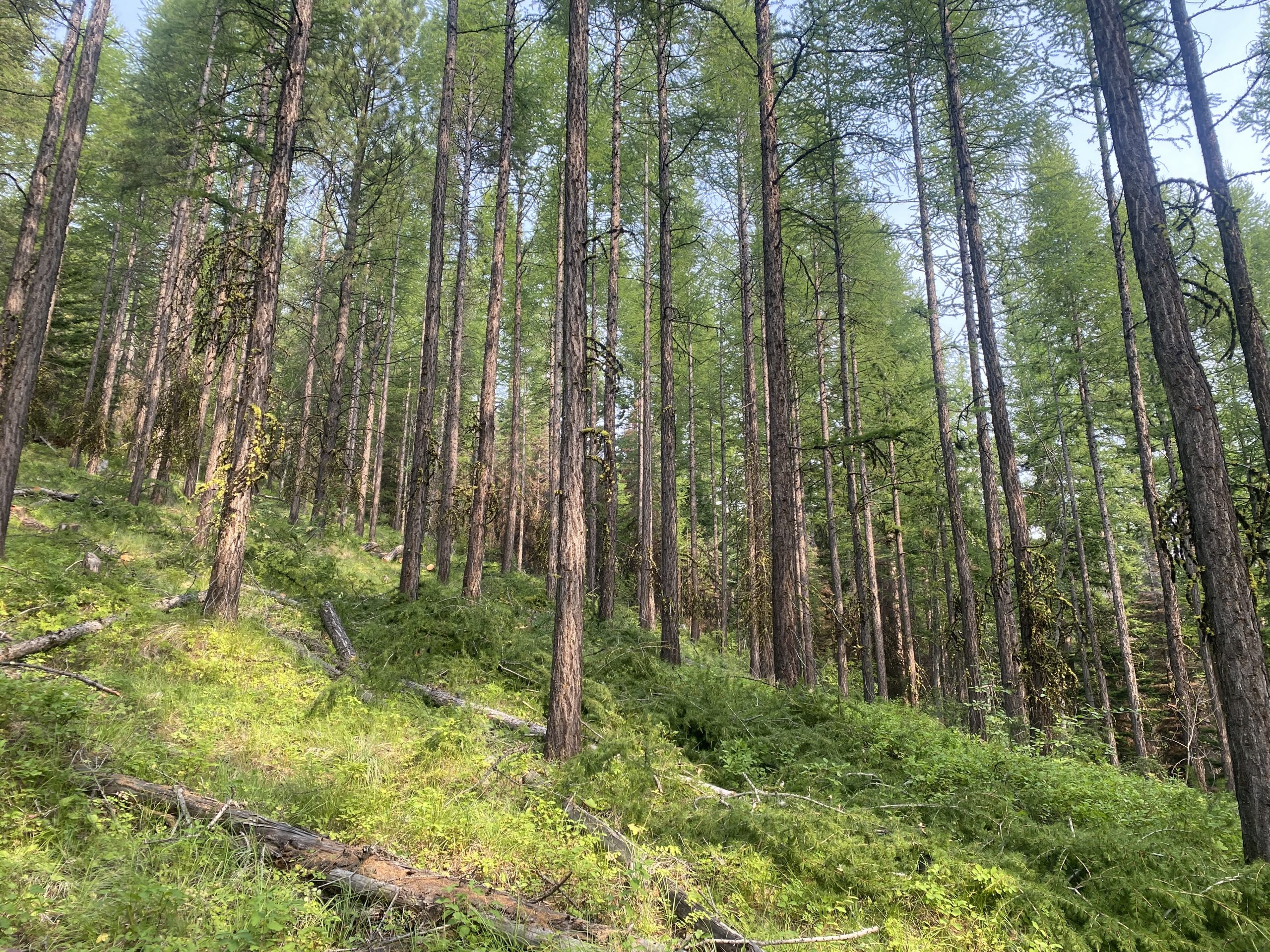 Managed forest in Montana through the West Central Fuels Reduction project