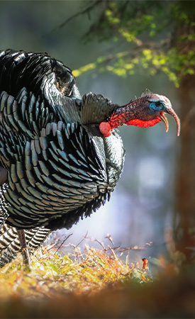 A wild turkey gobbling