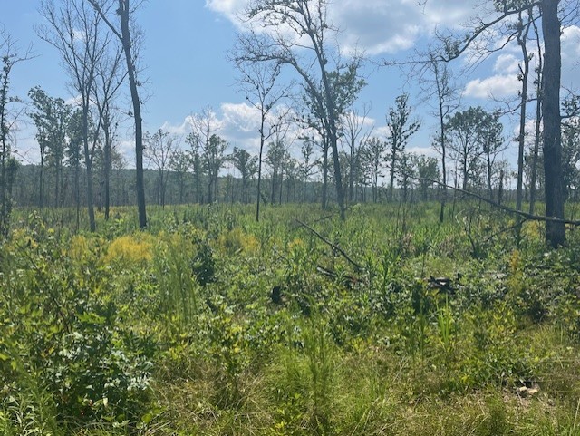 Early successional habitat after management