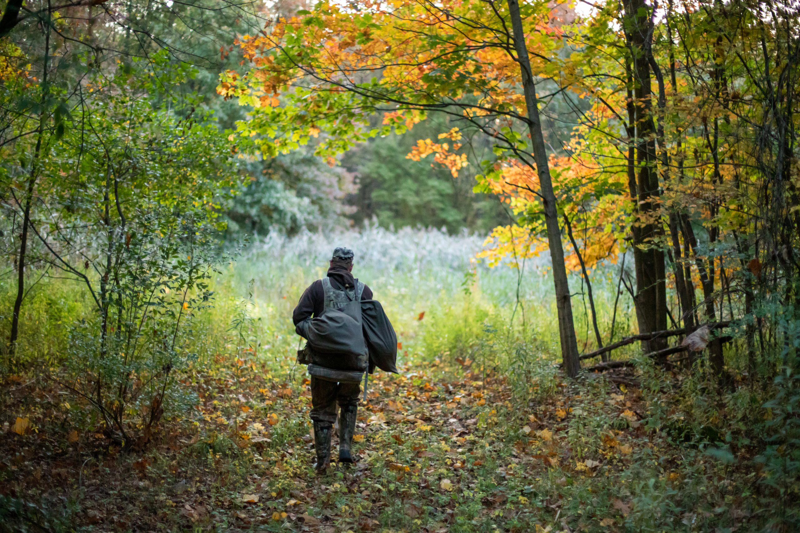 A hunter enters into the fall woods to hunt fall turkeys.