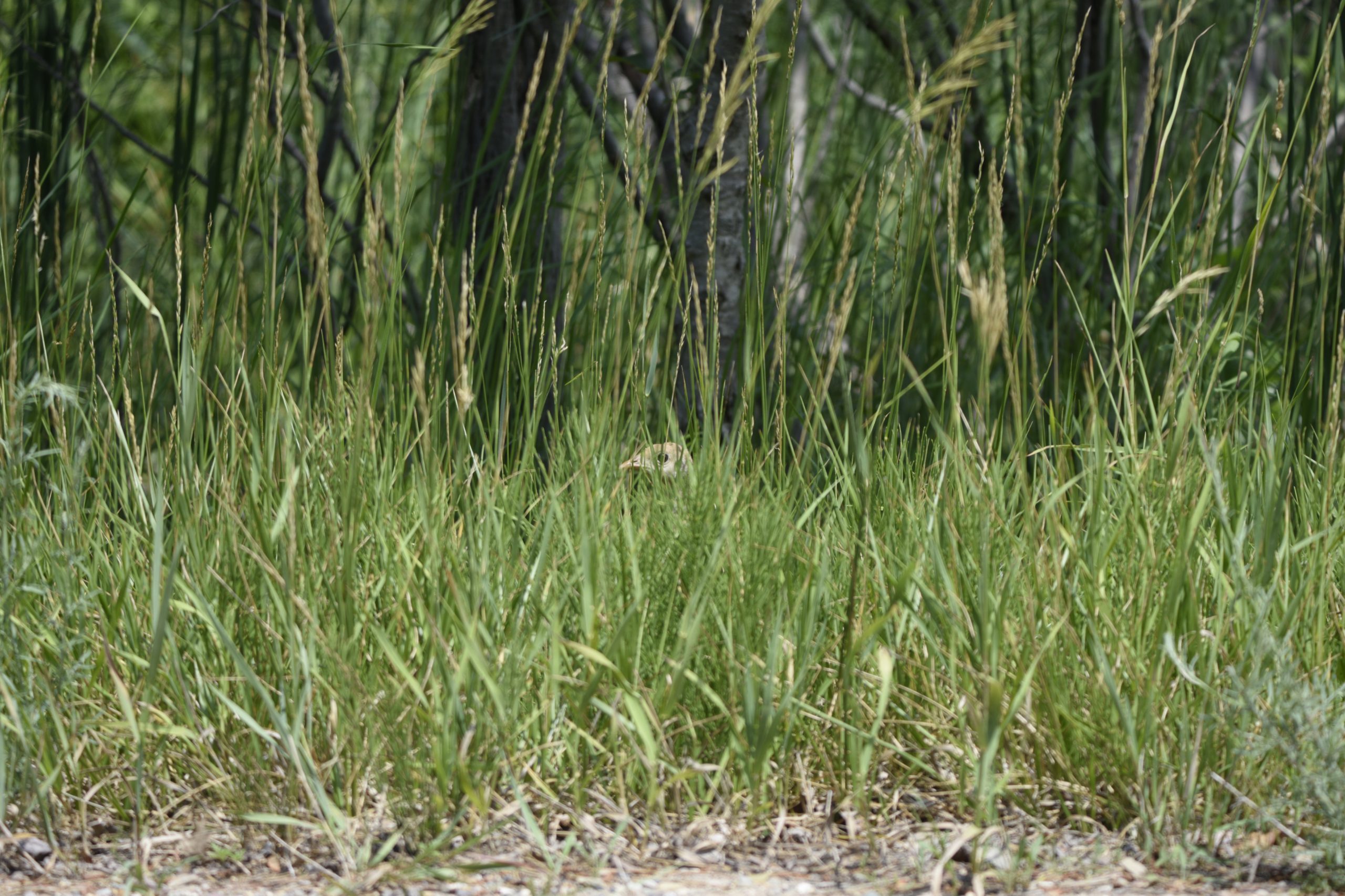 A wild turkey's head is barely visible in dense cover.