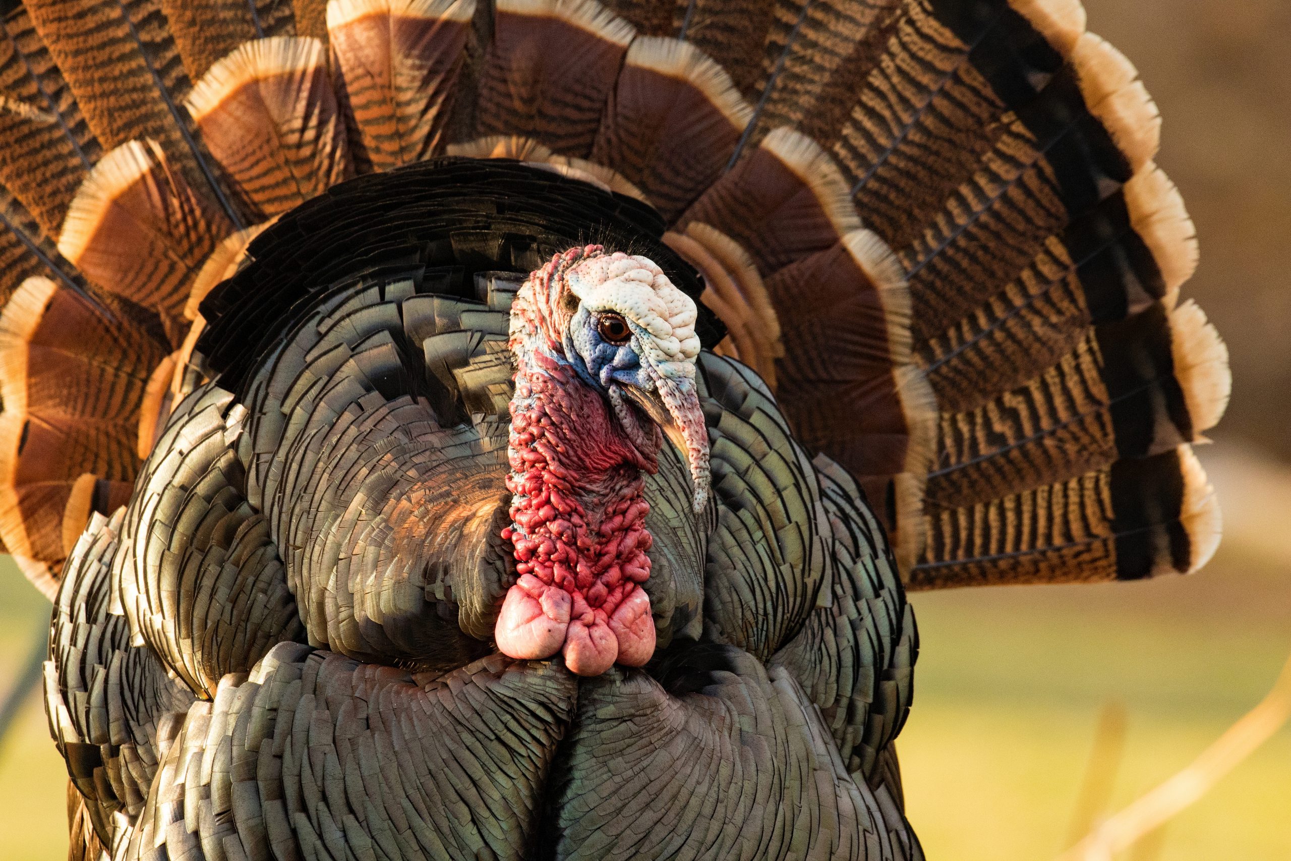 close up of a strutting tom