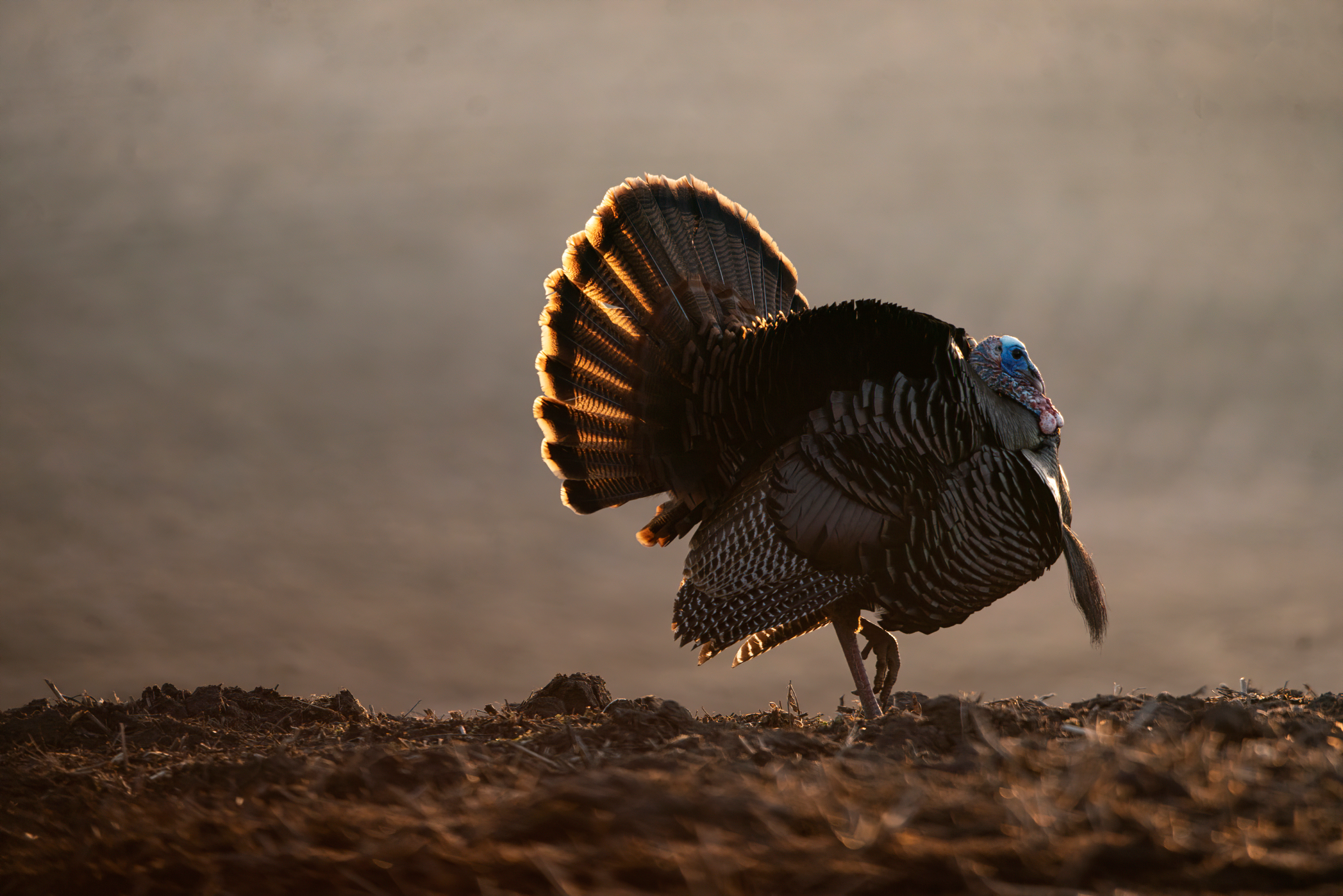 A wild turkey struts majestically