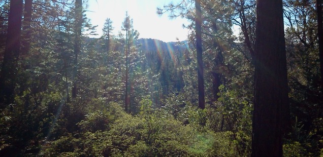 Image of the Stanislaus National Forest