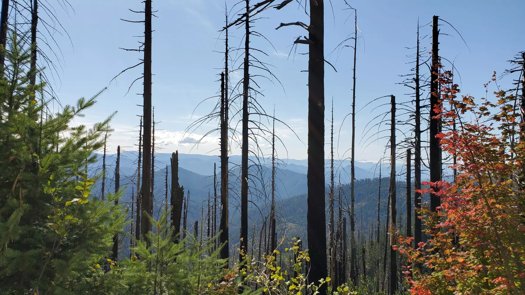 Burned trees on the landscape from the Rough patch fire