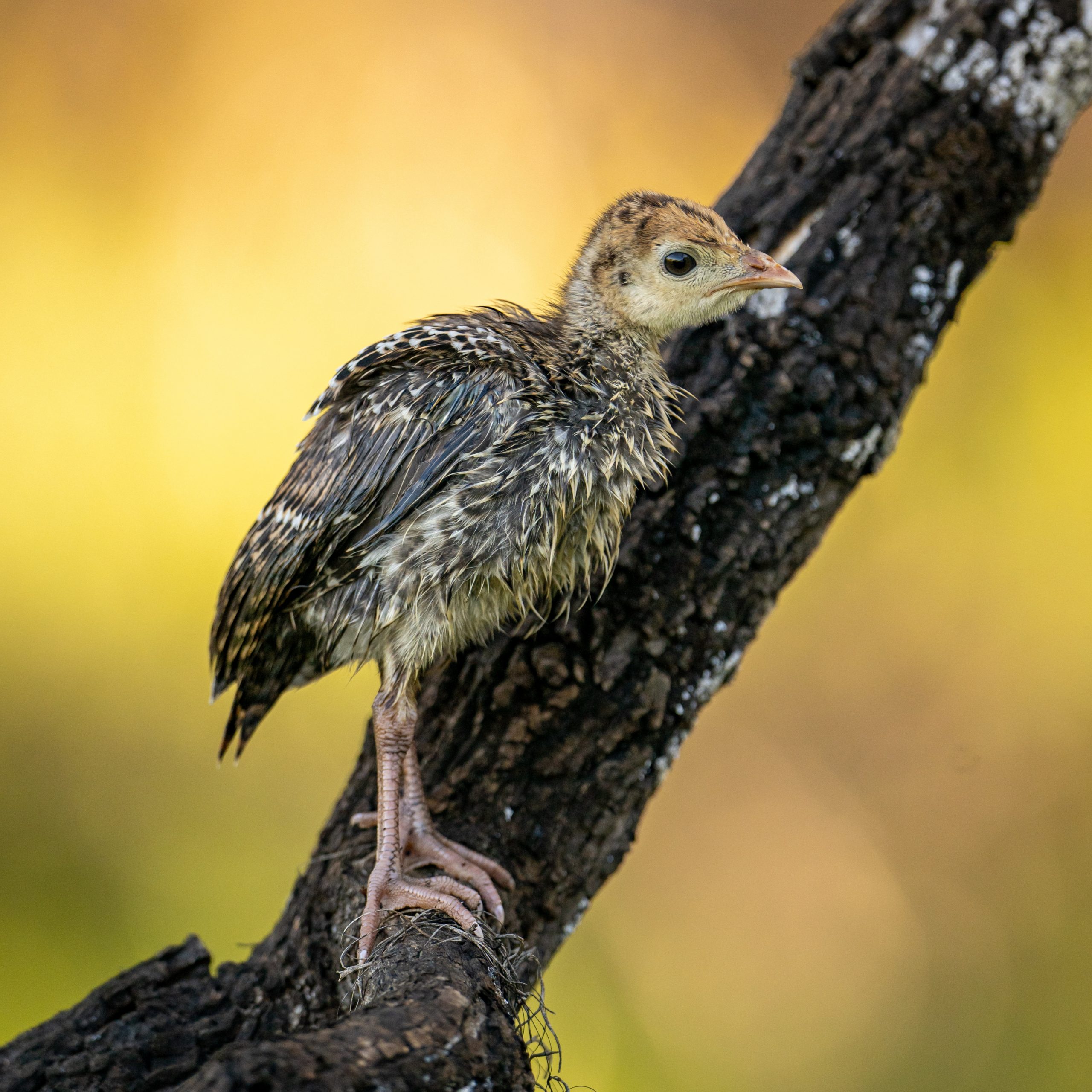 Wild turkey poult standing on a branch