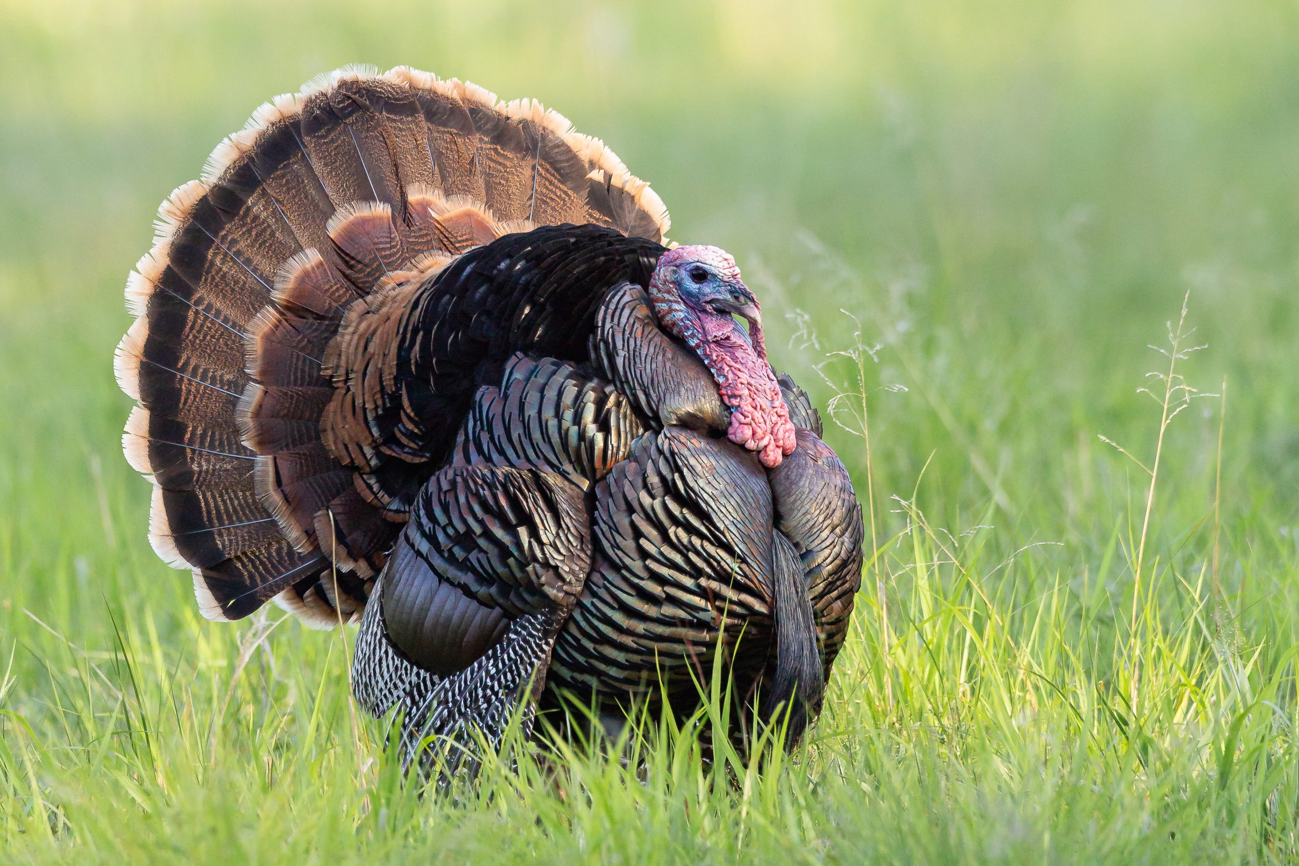 A wild turkey tom struts in a grassy field.