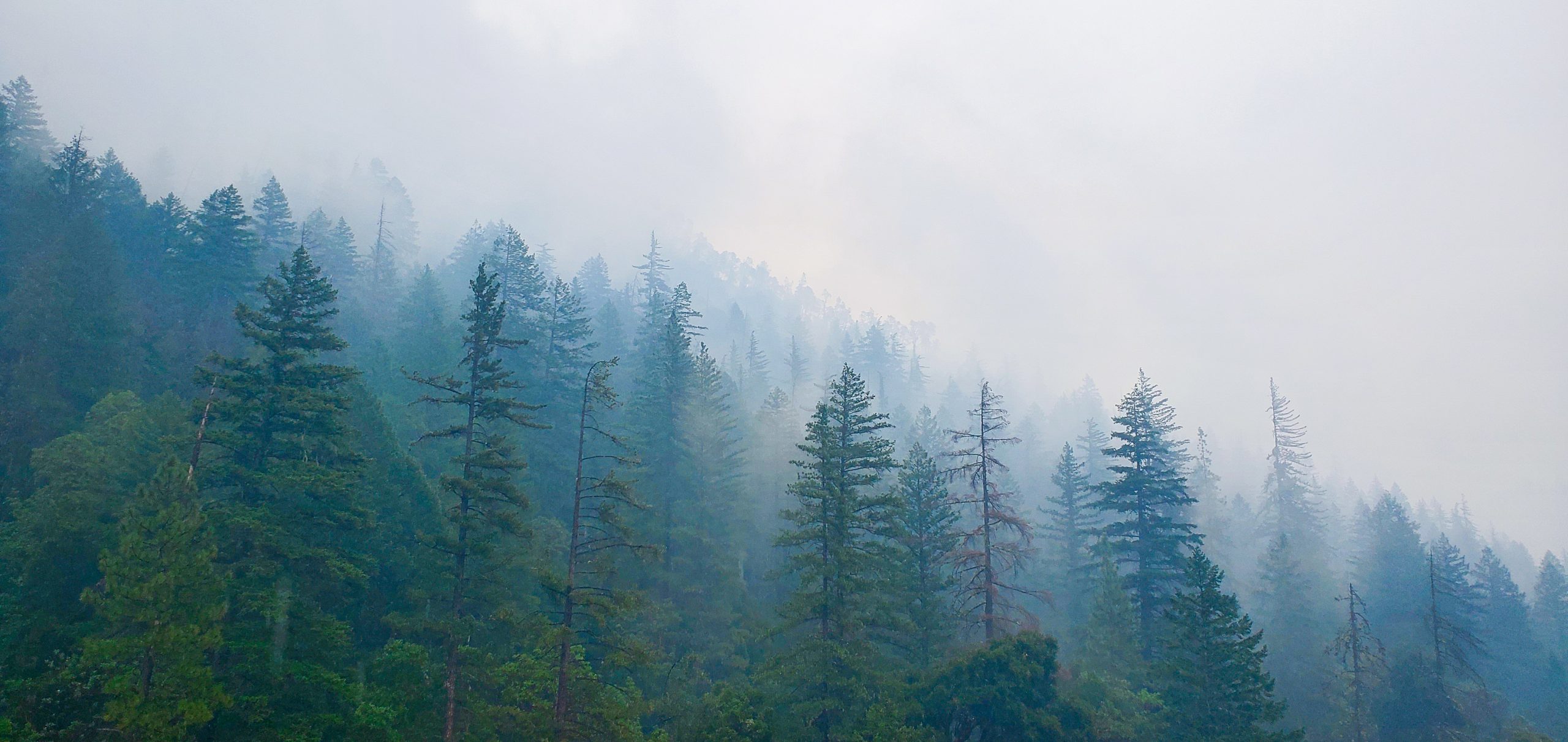 Klamath National Forest