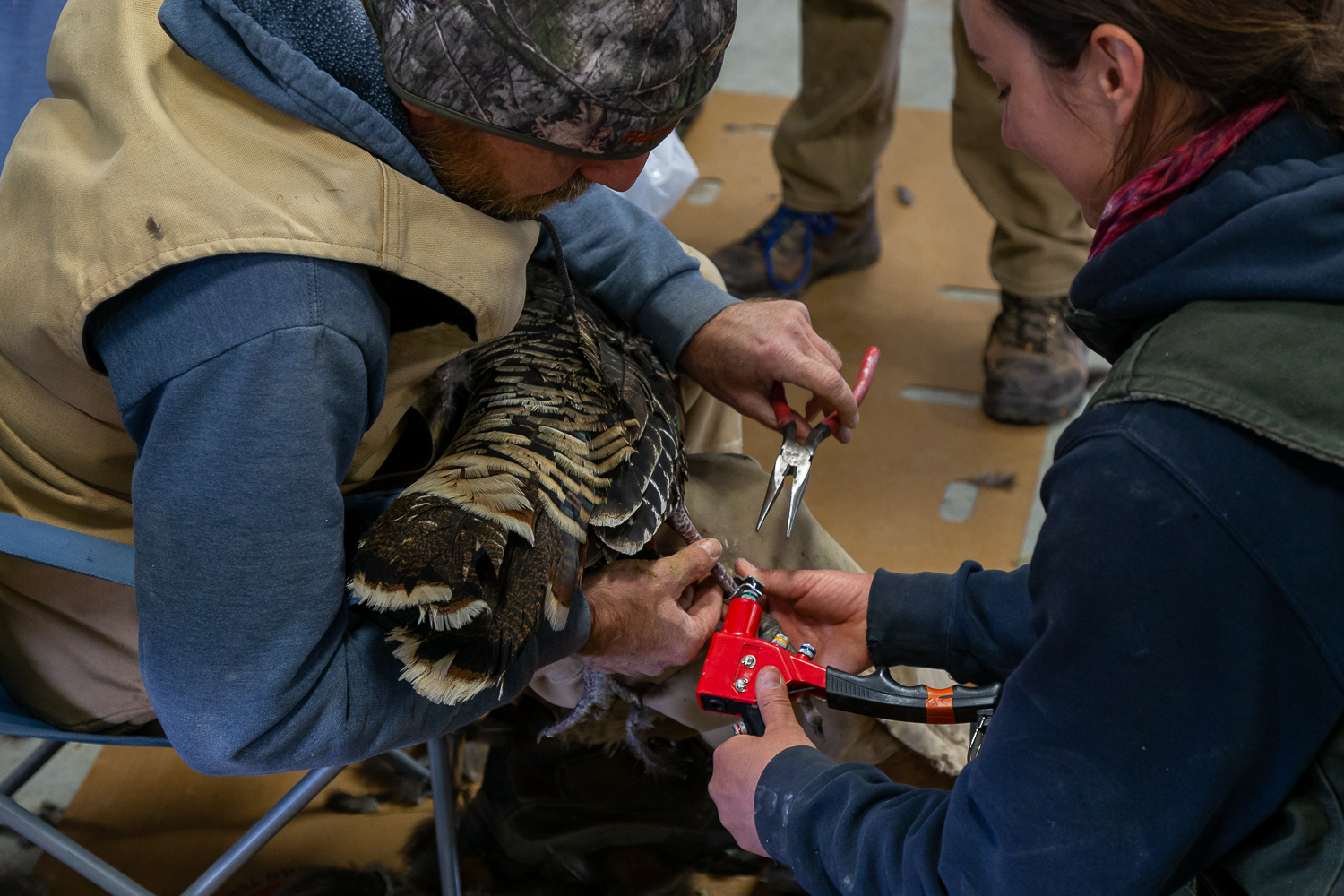 Researchers work to band a wild turkey as part of an ongoing study in Kansas