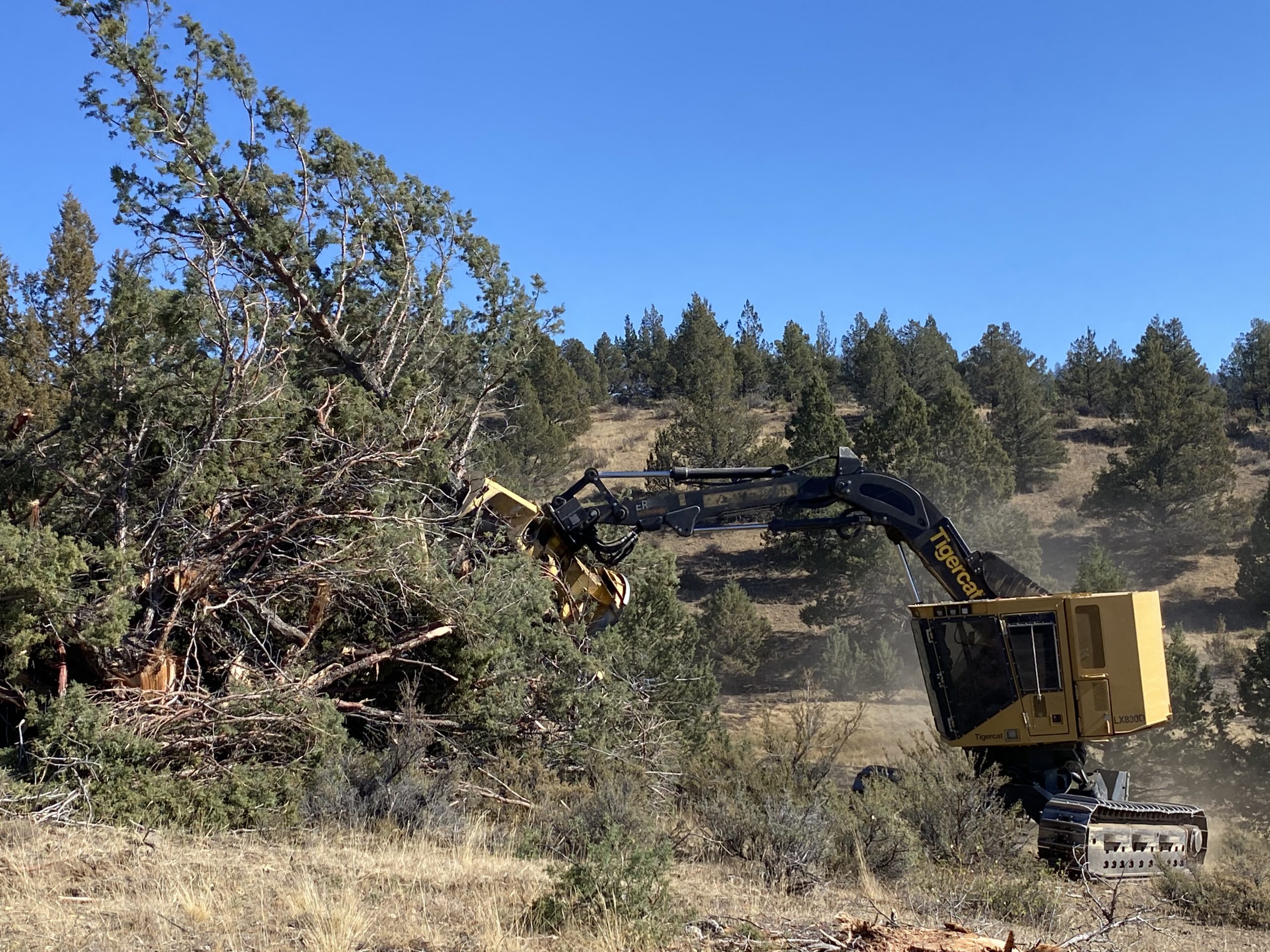 Feller buncher removing conifers for the sunflower project