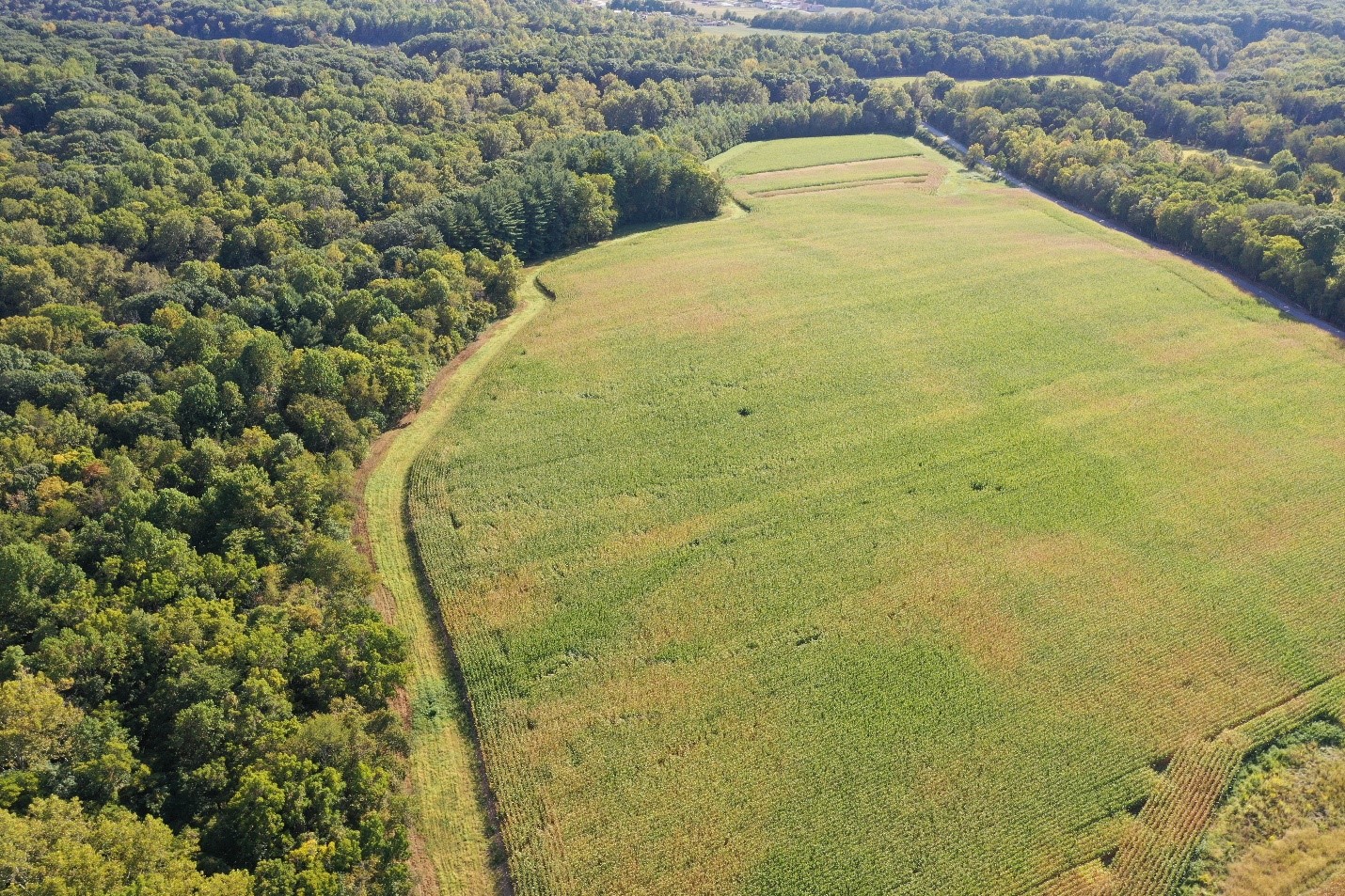 Native field borders around mature corn in September 2024