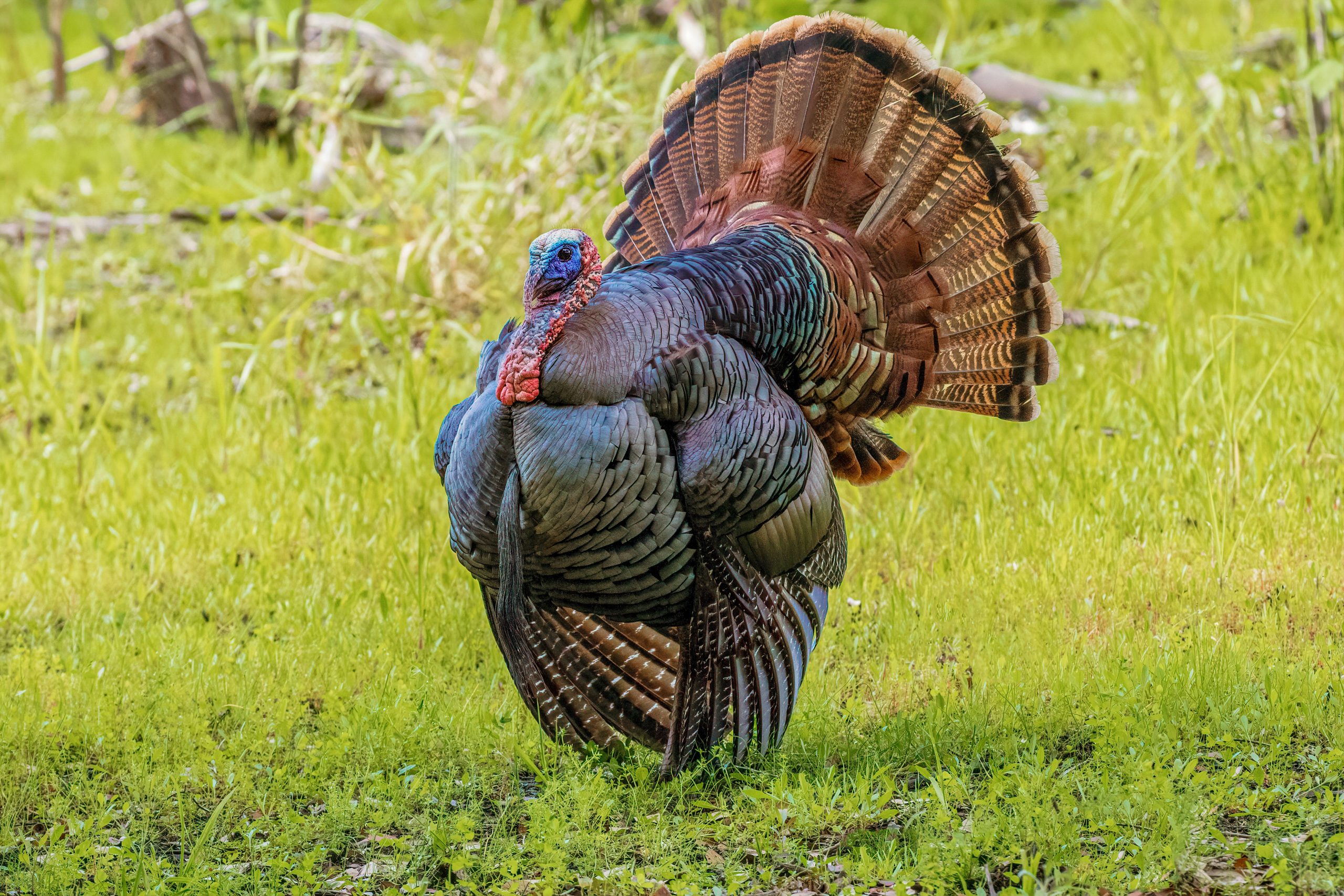 An Osceola wild turkey struts.