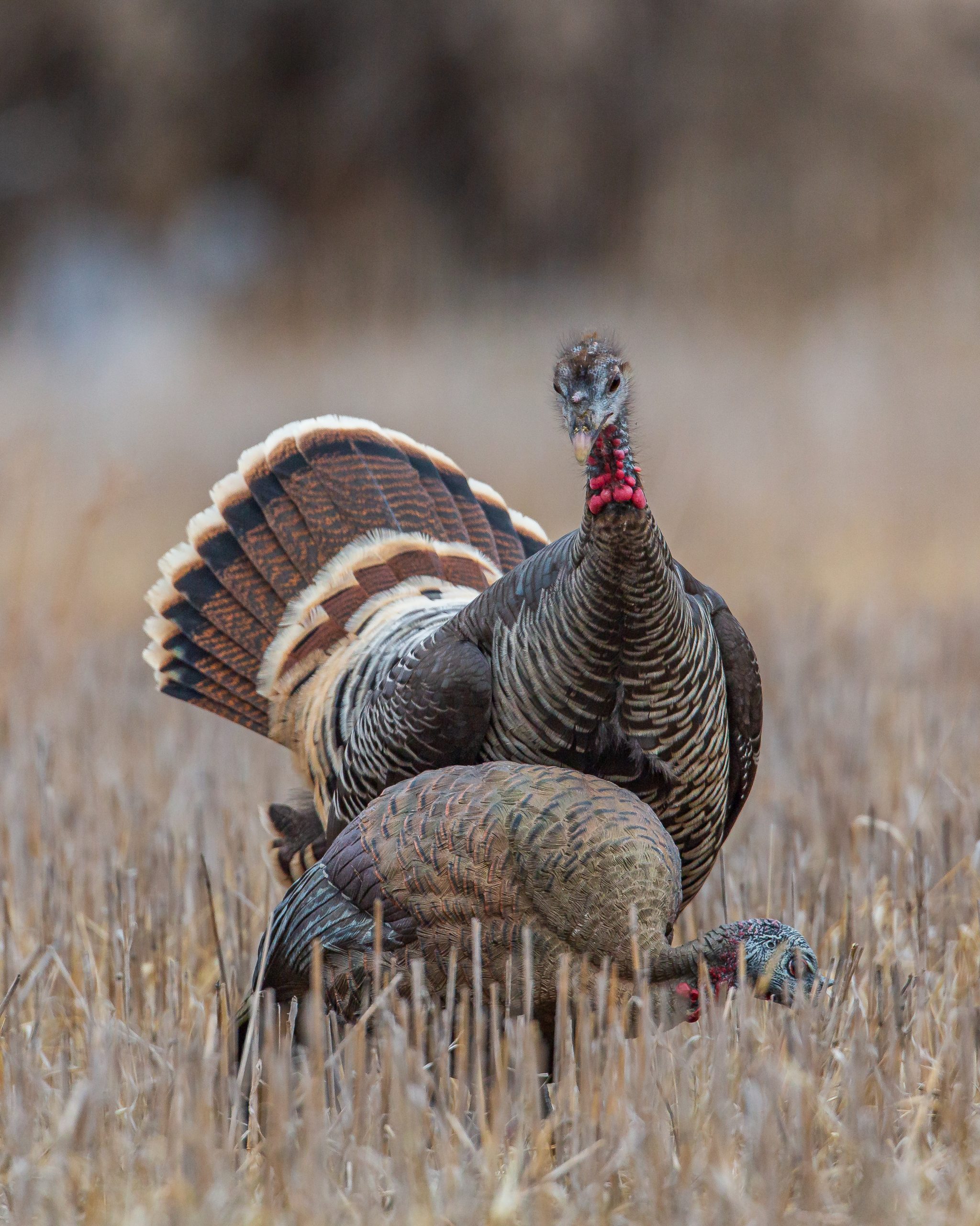 a hen struts at near a decoy hen.