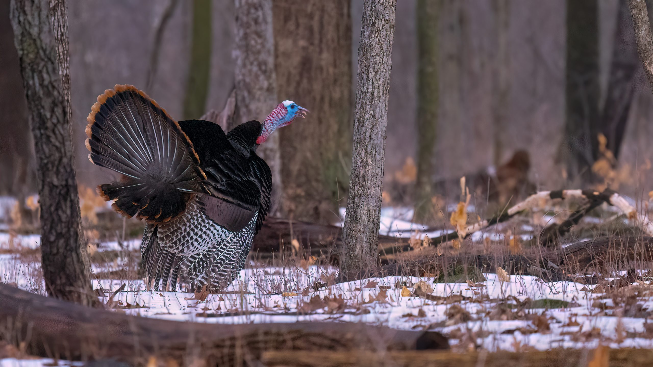 A turkey gobbles in the woods as the snow melts.