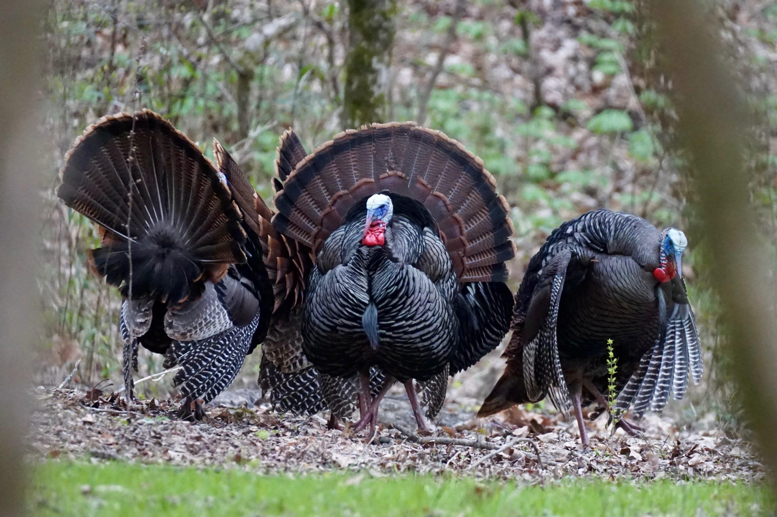 Turkeys strut as they are flocked up in the woods.