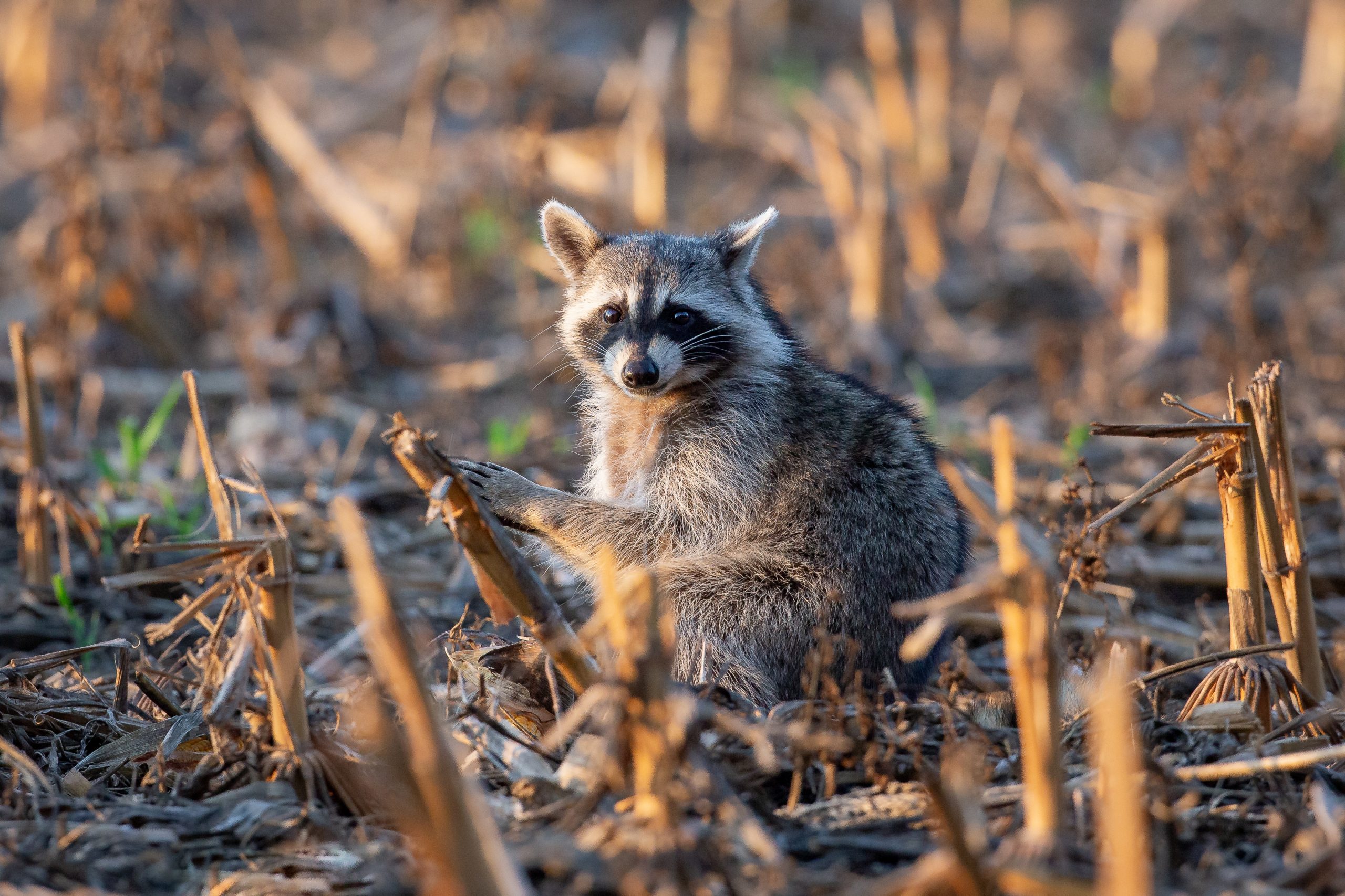 A racoon sits in a harvested corn field.