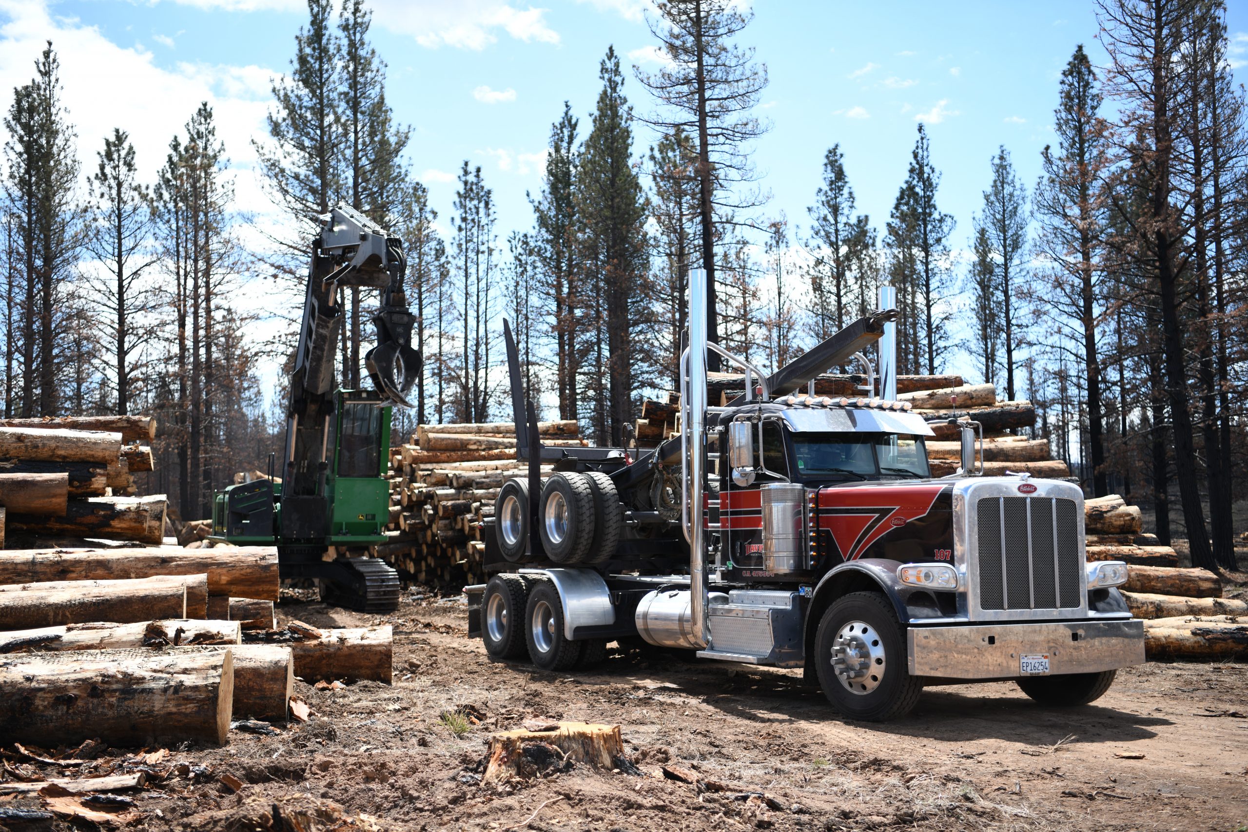 Logs being transported for the Colt project