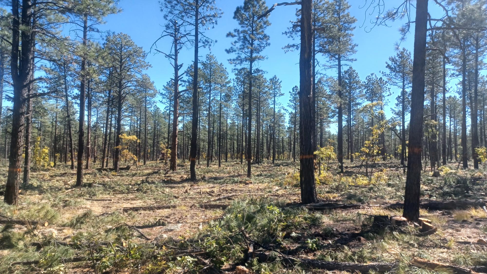 Zuni Mountains stewardship project