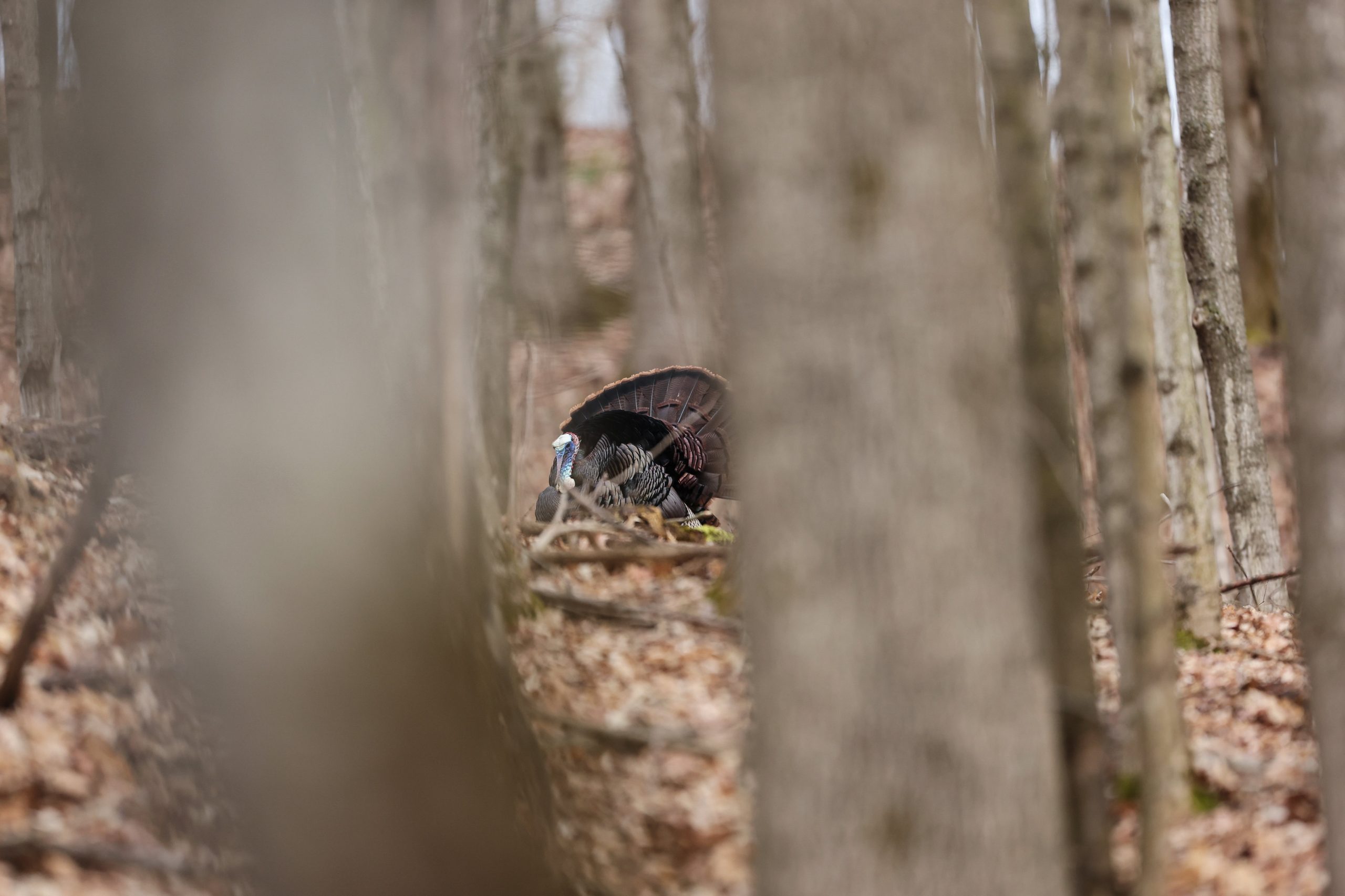 turkey strutting in the timber