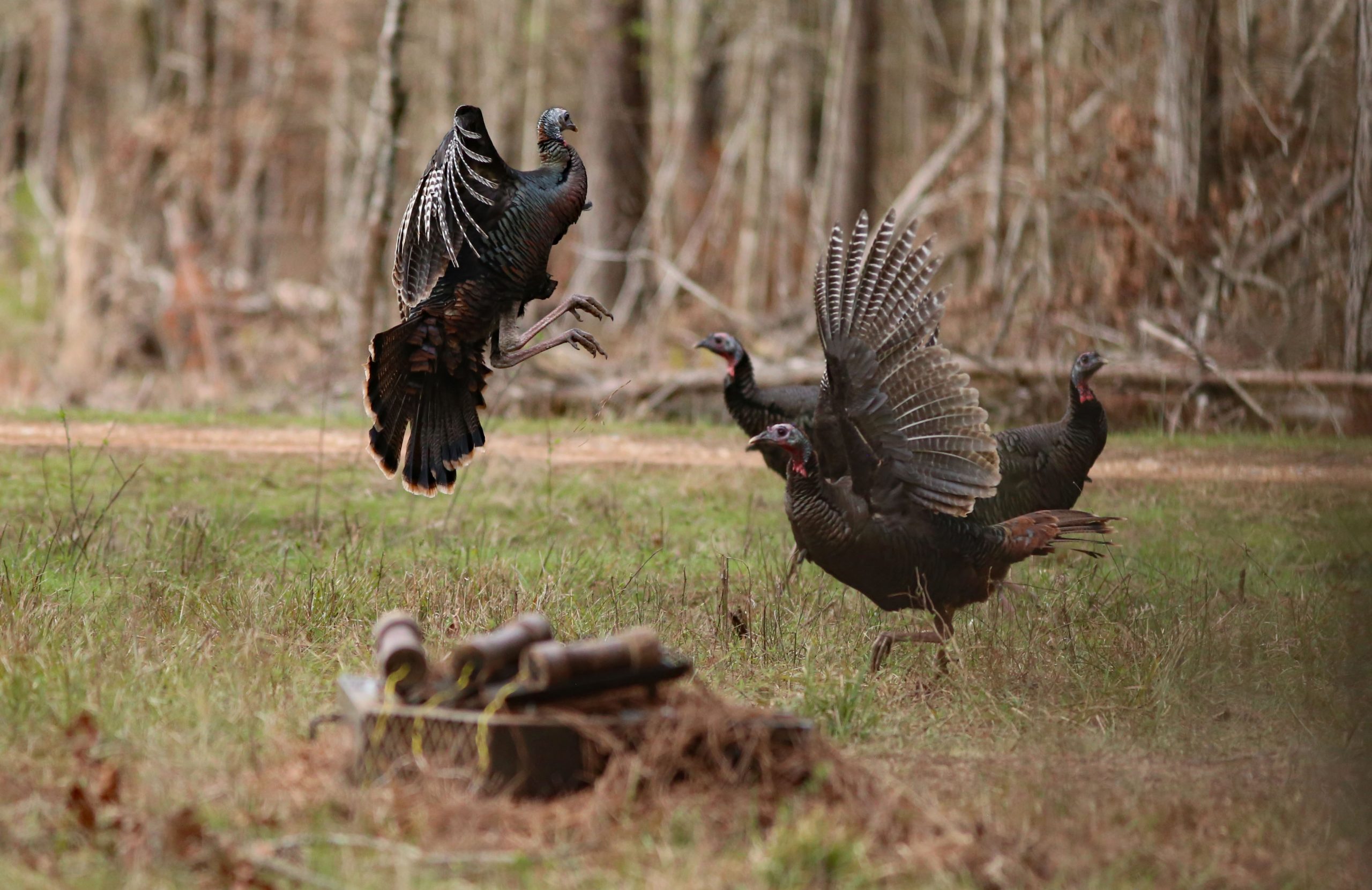 NWTF Texas and Partners Prepare to Invest Over 1 Million in 2025 The