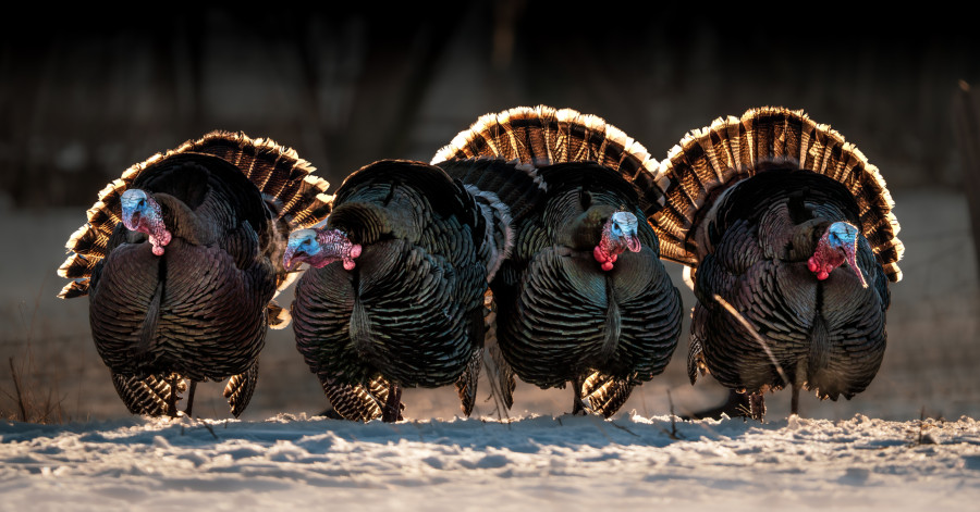 Four wild turkeys gobble in synch