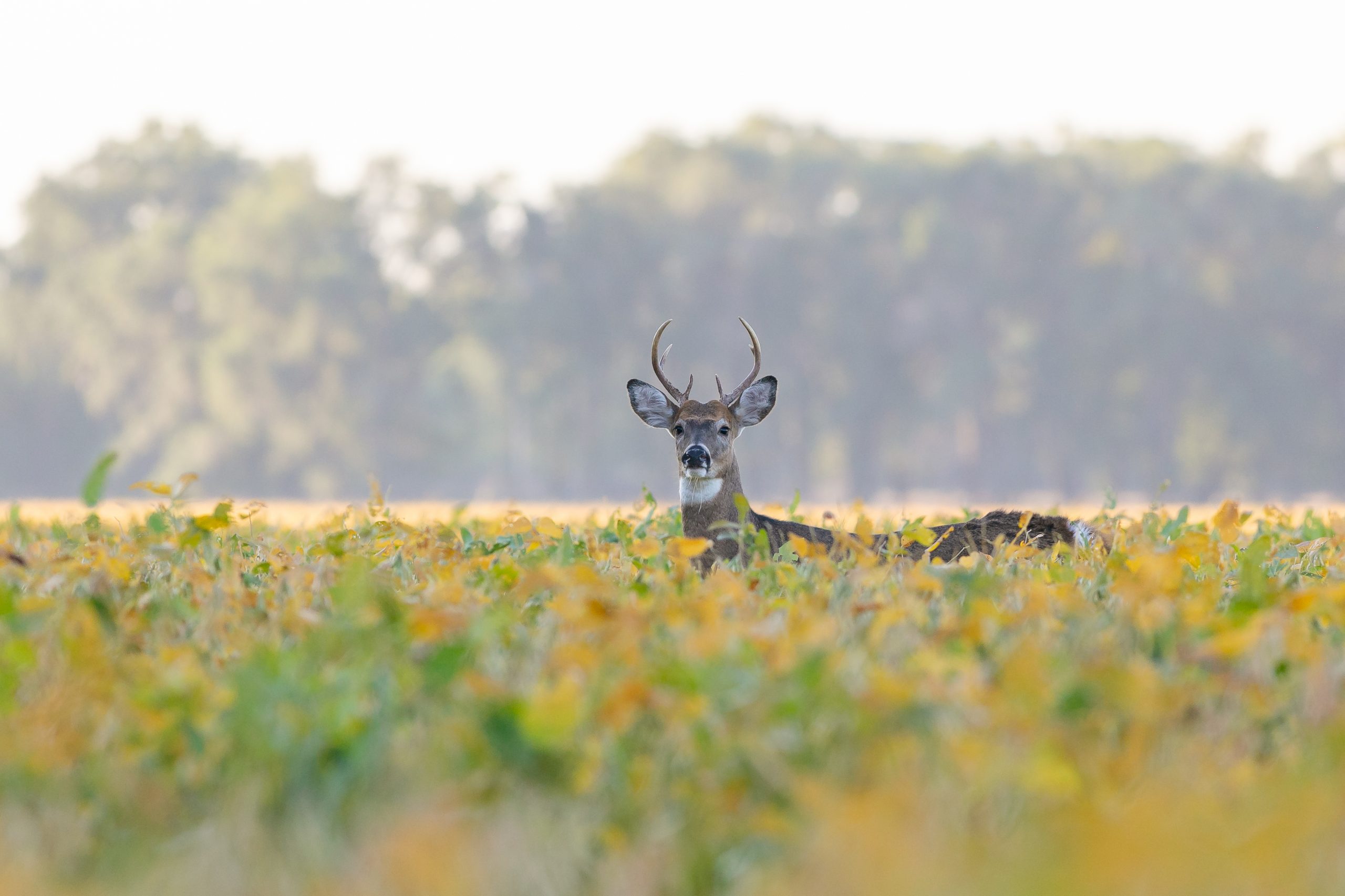 White tailed deer eating in a field