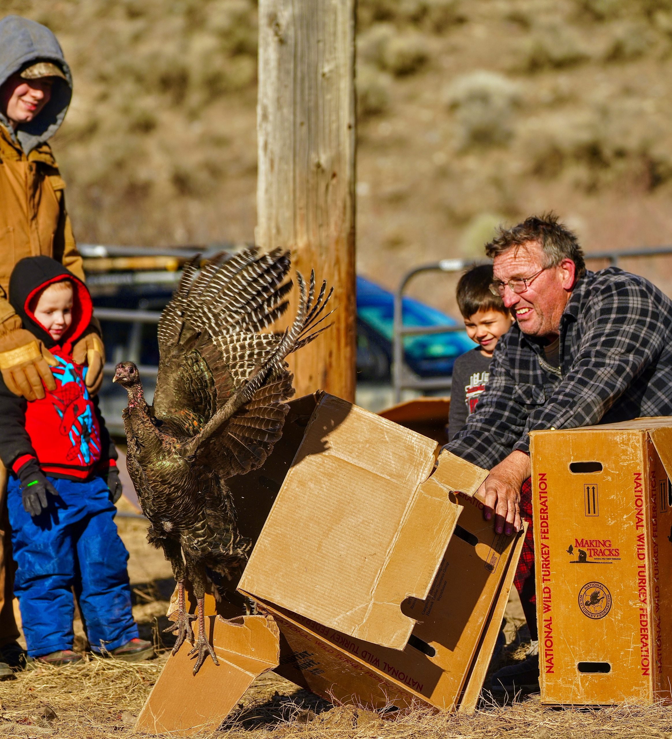 Volunteers release wild turkeys in Idaho