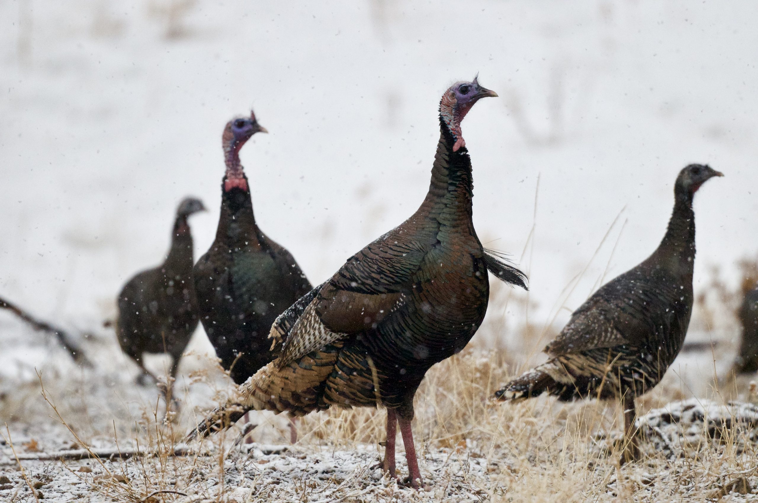 Wild turkeys standing in the snow